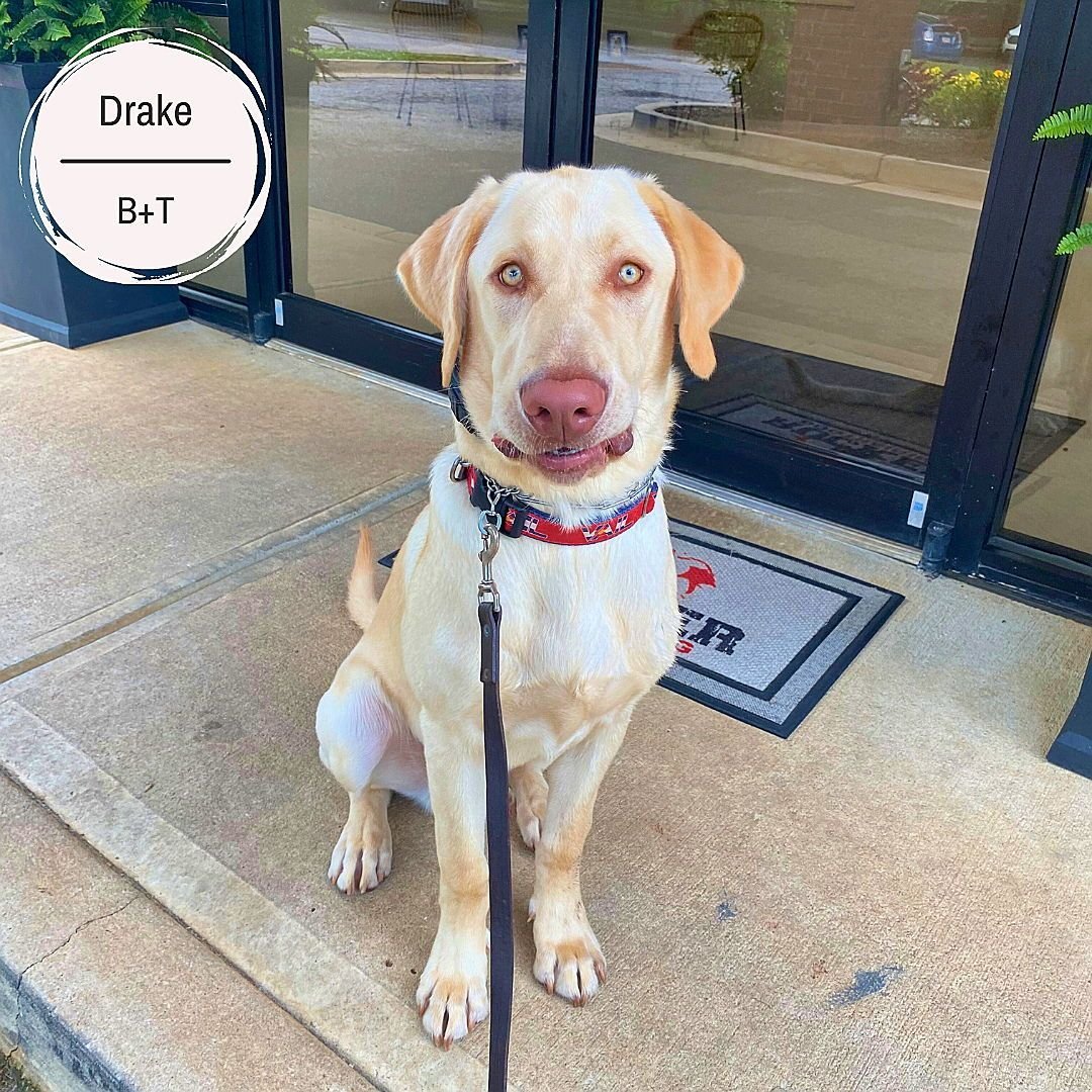 Drake, Snowball, Brody and Rip came in last week for their Board &amp; Train programs. 

Drake is working on all his on/off leash obedience, not jumping, not chewing things that aren't  his to chew, not counter surfing , drop it, not grabbing the lea