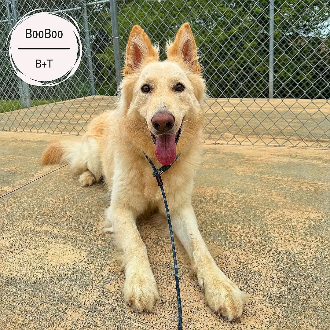 BooBoo, Willie, Ghost and Junior came in last week for their Board &amp; Train programs.

BooBoo is working on all his on/off leash obedience, and his human and dog reactivity.

Willie is working on all his on/off leash obedience, his listening skill