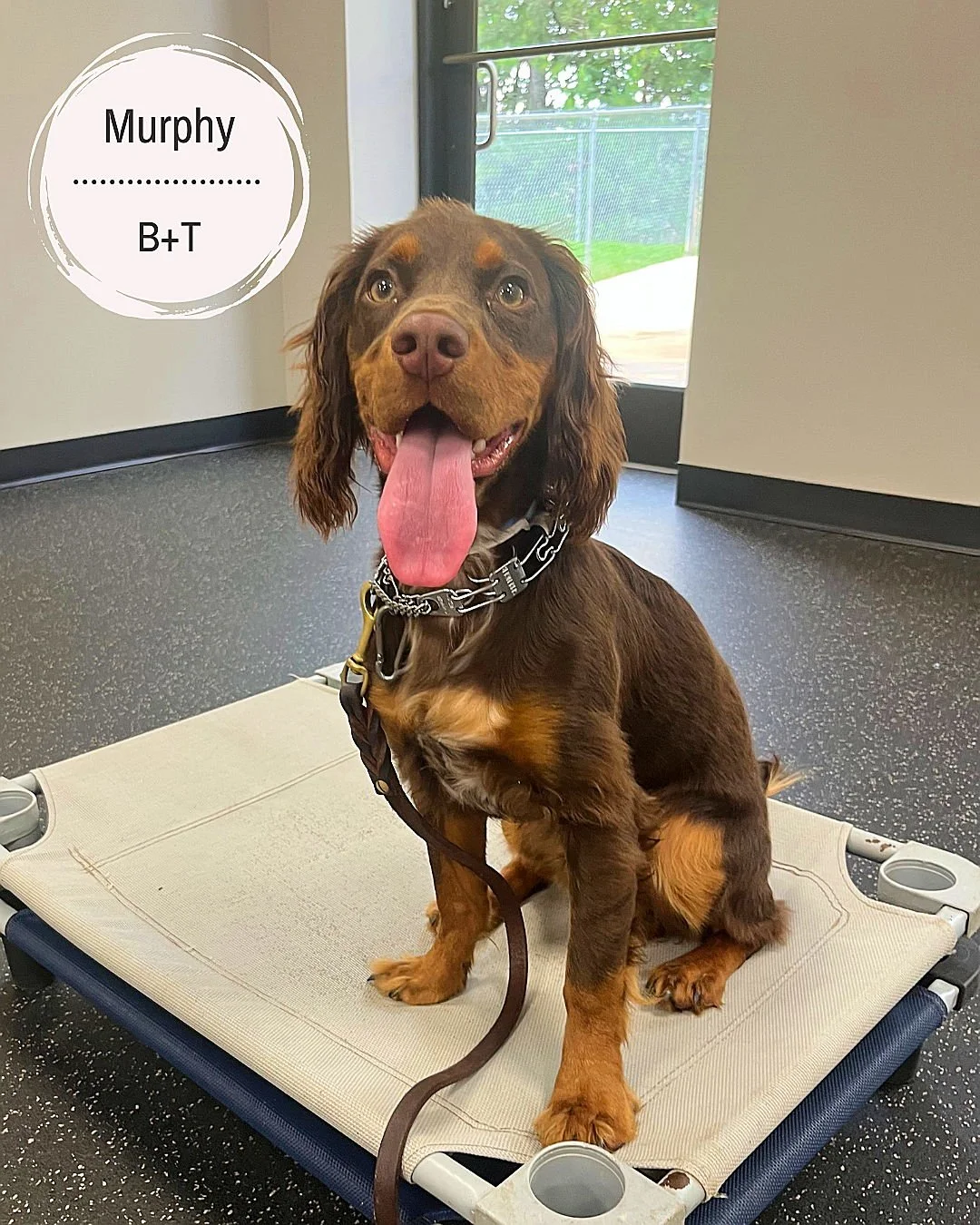 🐾 Meet the pups: Murphy, Morey, Charlie, Pinot Grigio &amp; Stella! 🐾

Murphy &ndash; Working on leash &amp; off-leash manners, &ldquo;get off&rdquo; (jumping), leave it, stopping begging, and excited peeing when happy or coming home.
Morey &ndash;