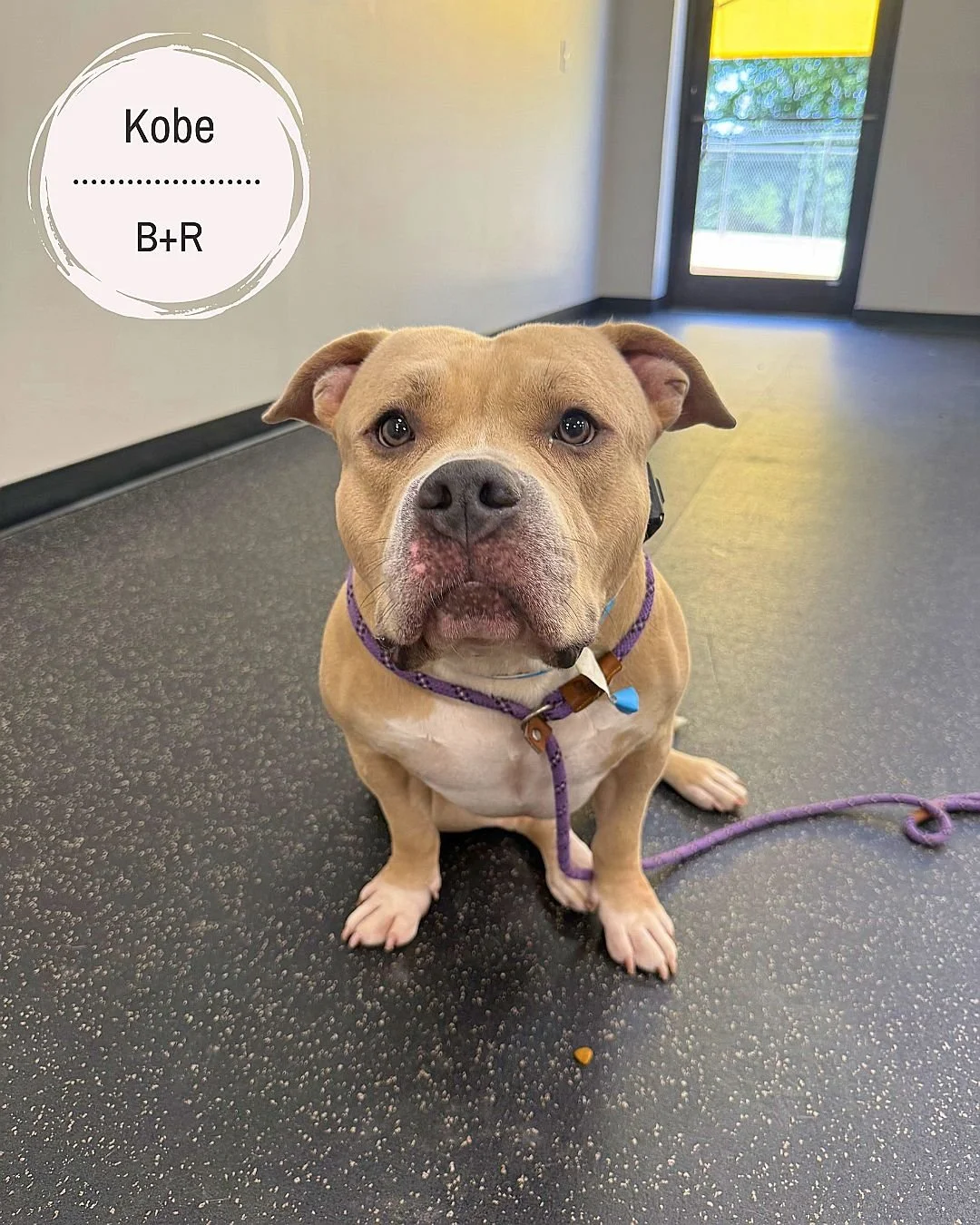 Kobe, Nola, CoCo, Gus, Buddy, Rosie, Carolina Blue, and Doby all came back for a visit, and we loved having this crew with us! They spent their time sharpening obedience, practicing some new tricks, and focusing on areas their families wanted to stre