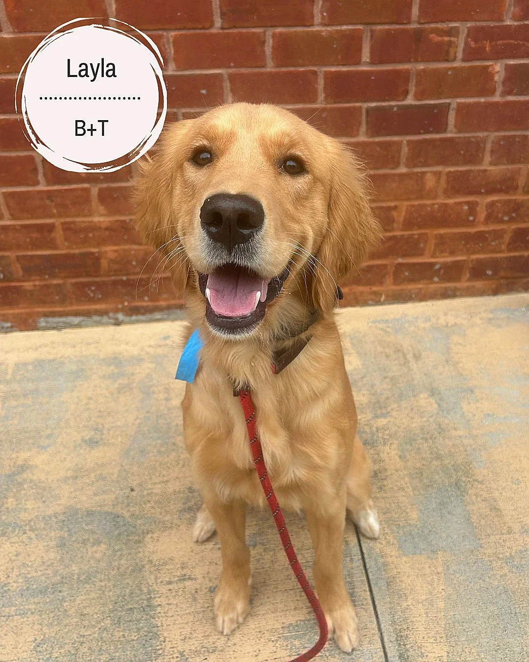 🐾 Meet Layla, Zion, Cruz, Winston, Jake, Whiskey June &amp; Mille !🐾

Layla &ndash; Working on jumping on humans (especially visitors and kids), managing excitement and barking when people come to the house, controlling barking when she&rsquo;s exc