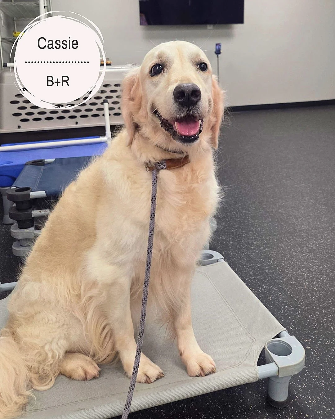 Cassie, Leon, Molly, Grizzly, Bowers, Jodie, Nala, Sadie, Henry, and Bizzy were back with us, and what an awesome group they made! They spent time reinforcing obedience, building on their previous training, and tackling a few areas their families wan