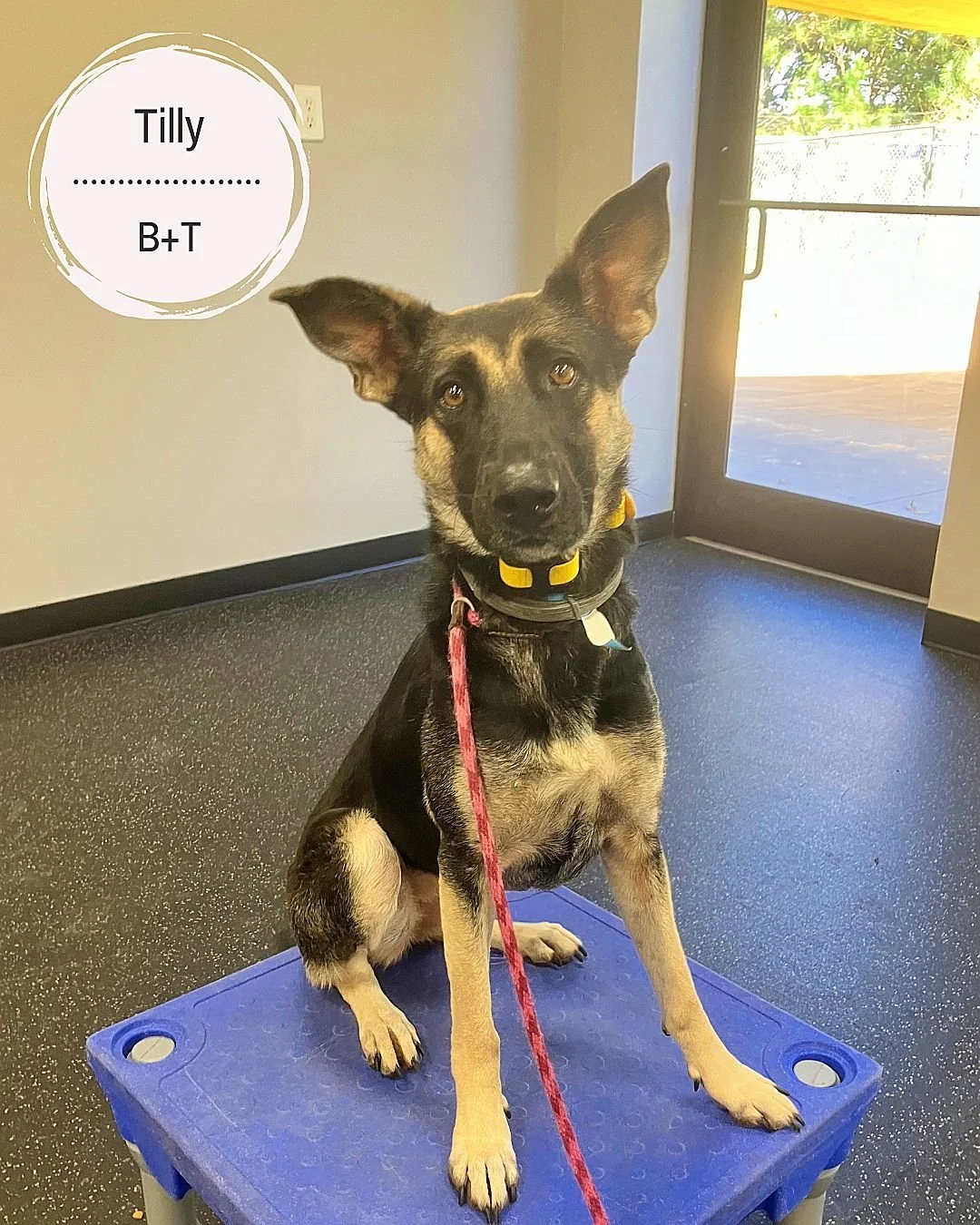 🐾 Meet Tilly, Cookie, Georgia, Cosmo, Tuffy, Benny, Xena &amp; Charlie ! 🐾

Tilly &ndash; Working on all her basic obedience commands both on and off leash. She&rsquo;s also focusing on managing her anxiety and building her confidence, so she can f