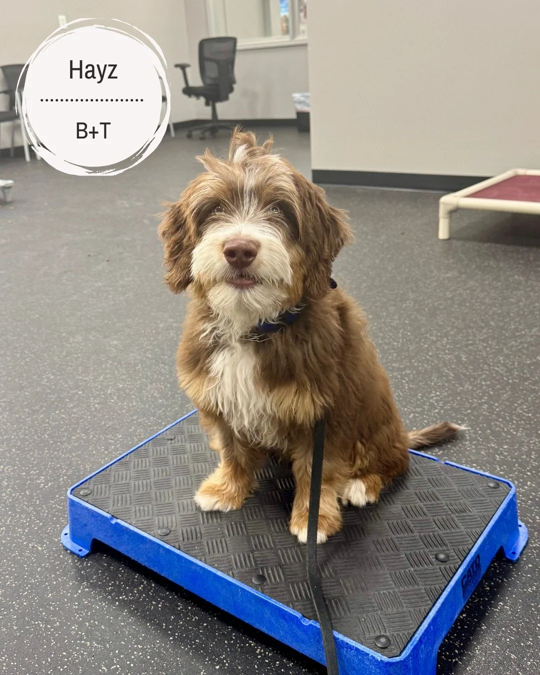 🐾 Meet Hayz, Leo, Winnie, Gunner &amp; Beau! 🐾

Hayz &ndash; Working on managing his excitement and improving his manners. He&rsquo;s learning not to bark at everyone he encounters, not to nip at kids&rsquo; fingers or pant legs when overly excited