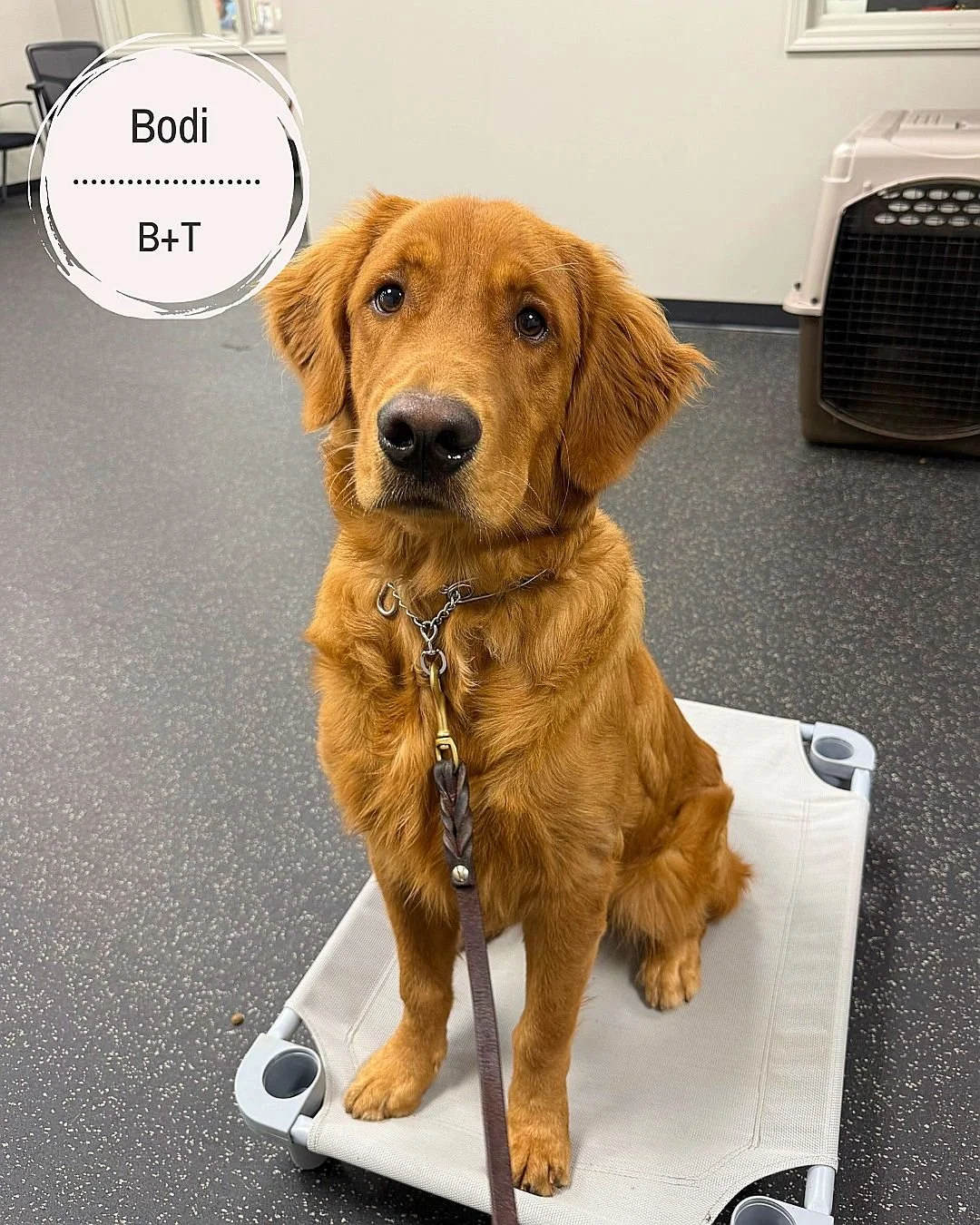 🐾 Meet Bodi, Belle &amp; Cinda! 🐾

Bodi &ndash; Working on all his basic obedience commands both on and off leash. He&rsquo;s focused, learning, and making great progress mastering his skills! 💛

Belle &ndash; Focusing on leash training and learni