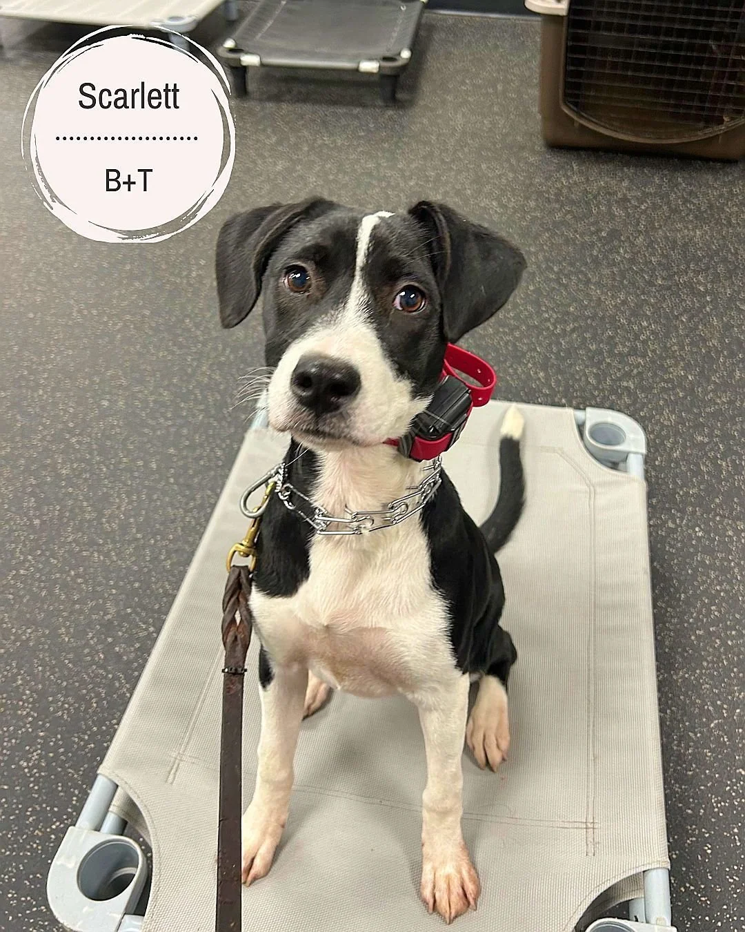 🐾 Meet Scarlett &amp; Lilly! 🐾

Scarlett &ndash; Working on all her basic commands, including name recognition, come when called, sit, place, and managing biting and nipping. She&rsquo;s also focusing on all her general puppy manners to become a we