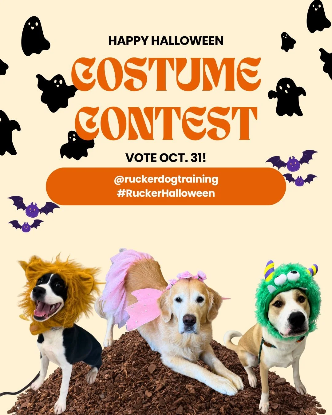 Tricks, treats&hellip; and the CUTEST costumes you&rsquo;ve ever seen! 👻🐶✨
Does your dog have a spooky side? A silly streak? Or maybe they&rsquo;re secretly a superstar? ⭐️
We want to see it ALL! 🧡

How to enter:
📸 Post your dog in costume
📲 Tag