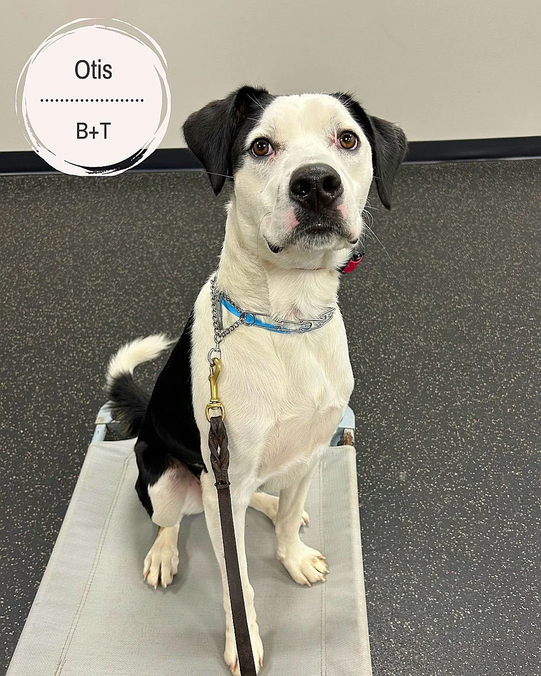 🐾 Meet Otis, Ferret, Dante &amp; Bear! 🐾

Otis &ndash; Working hard on his reactivity, improving his leash manners, and mastering off-leash recall. This smart boy is already making awesome progress and growing more confident every day! 🐶✨

Ferret 