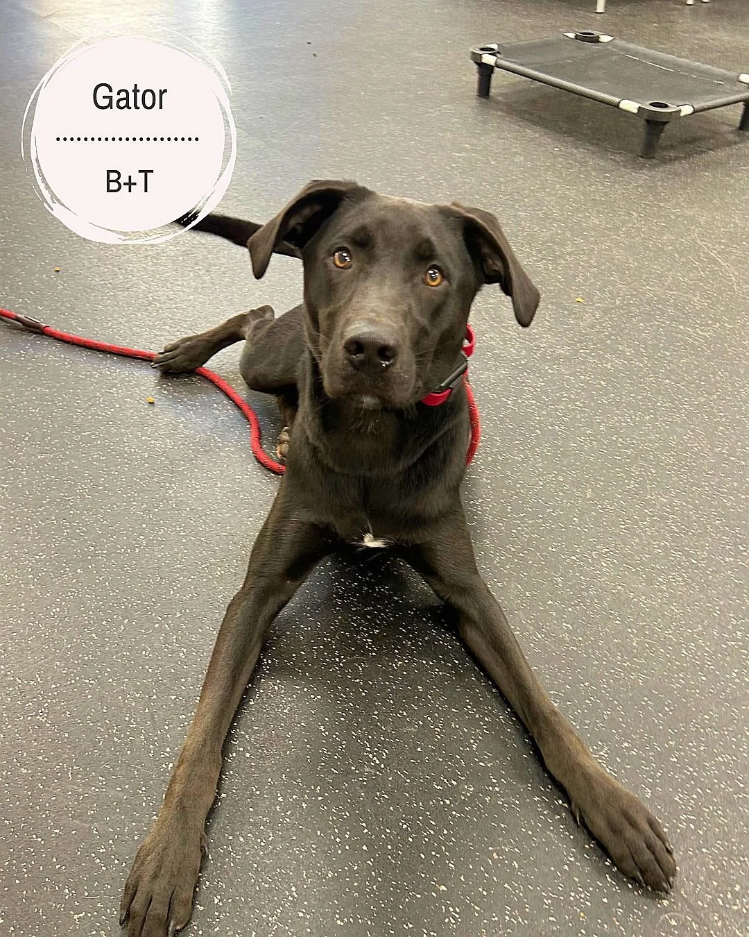 🐾 Meet Gator &amp; Daisy! 🐾

Gator &ndash; Working on not jumping, improving his manners (no more tearing things up or barking for attention), learning patience, and toning down the rough play with other dogs and people. We&rsquo;re also focusing o