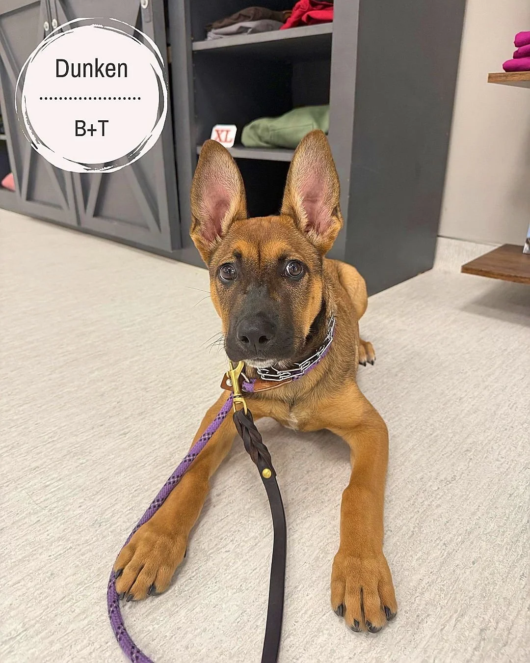 🐾 Meet Dunken, Caspian &amp; Henry! 🐾

Dunken &ndash; This fun, energetic pup is learning to keep all four paws on the ground, ignore the vacuum, and say goodbye to counter surfing! He&rsquo;s also working on gentle manners while teething (no more 