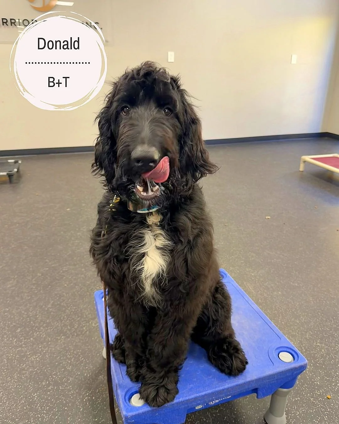 🐾 Meet Donald, Nemo, Coleman &amp; Guinness! 🐾

Donald is working hard on his crate training and basic obedience while learning to feel more relaxed and confident at home. He can be a little protective over his people and toys &mdash; showing some 
