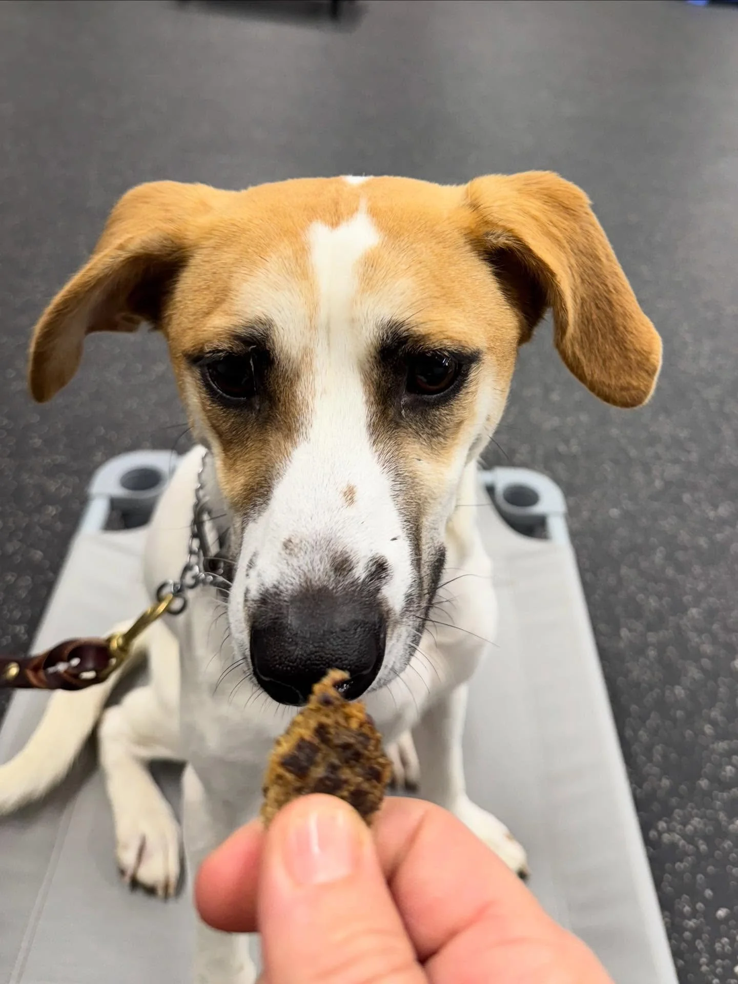 Dobby was adopted out of the @pups.with.purpose.forsyth a few week&rsquo;s ago.  This pup loves to learn but doesn&rsquo;t trust people right away.  His new family was the perfect family for him.  They knew it was going to take time to build their re