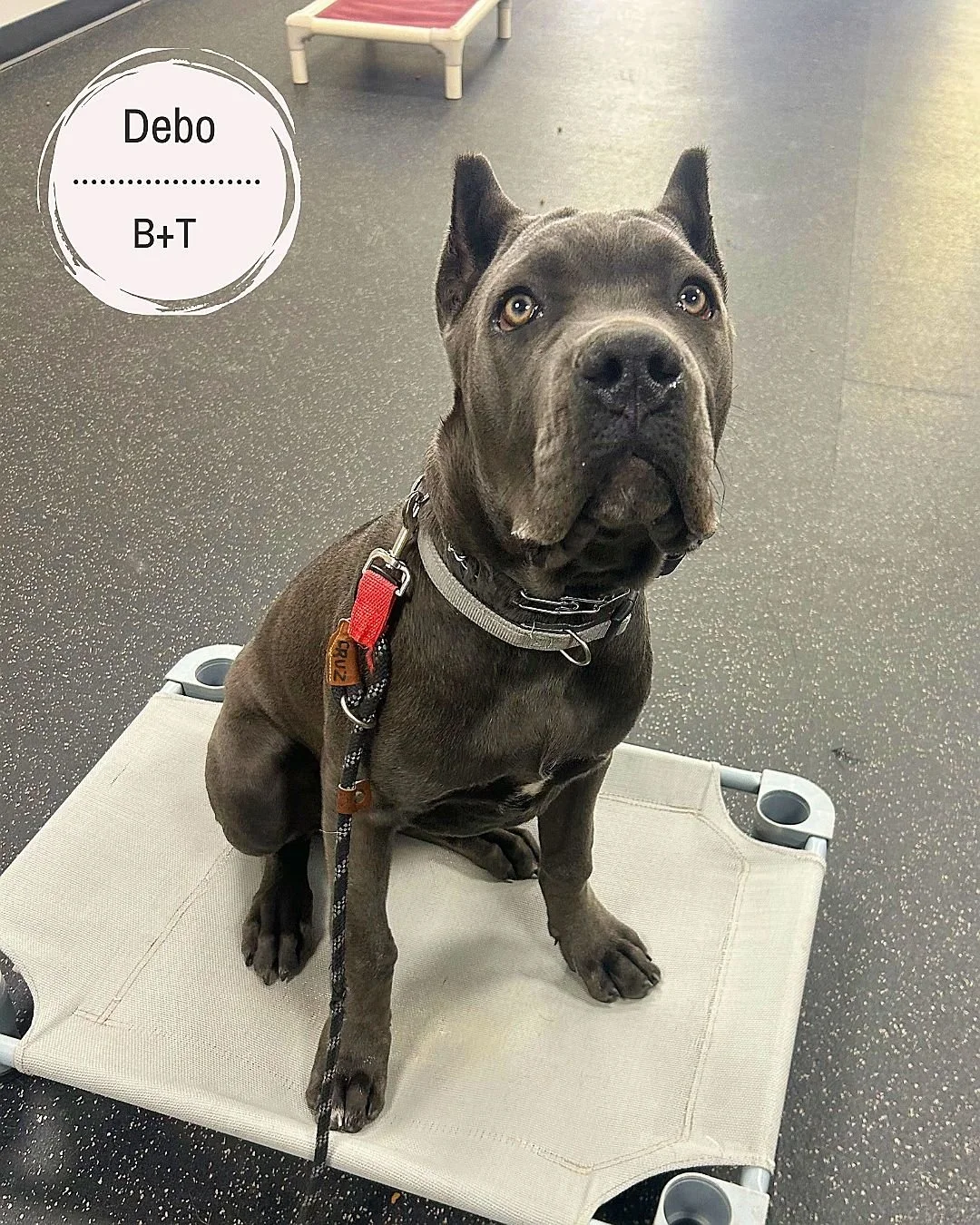 🐾 Meet Debo, Hemi &amp; Bella! 🐾

Debo is working on not chewing or scratching things around the house and learning all his basic commands and puppy manners. He&rsquo;s already showing great potential as he builds better habits!

Hemi, with us from