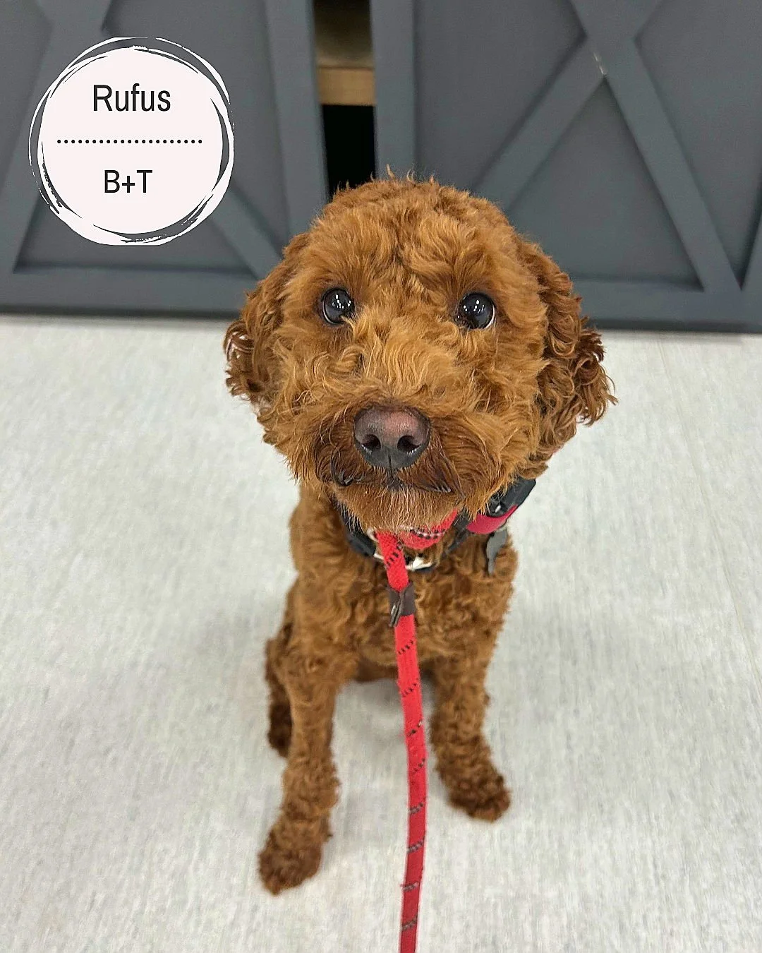 Meet Rufus, Captain, and Micah! 🐾

Rufus is working on breaking his habit of playing keep-away when called, becoming more comfortable being pet during play, and reducing nippy behavior with family members. Since being adopted from an elderly couple,