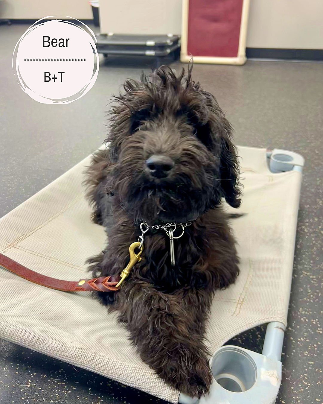 🐾 Meet Bear, Moses &amp; Ruby! 🐾

Bear &ndash; This sweet girl is working on crate training and managing excited/new-person potty accidents. We&rsquo;re helping her build confidence, calmness, and all the foundational skills she needs to succeed. ?