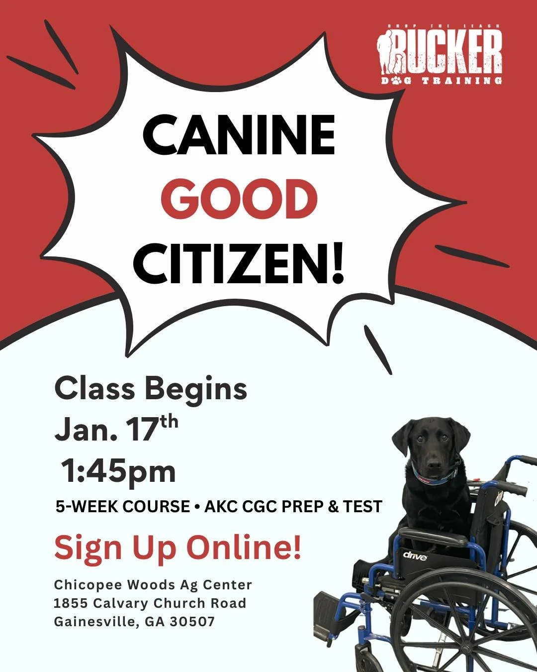🐕 CGC class is back! 🐕

Join us for the next round of Canine Good Citizen (CGC) beginning January 17th at 1:45 PM in Gainesville.

This 5-week course focuses on building polite, confident, real-world skills and wraps up with the AKC CGC Test. Wheth