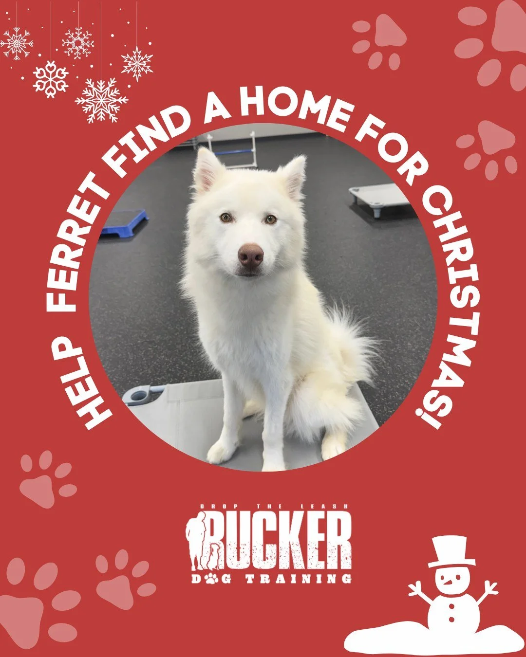 Meet Ferret 🐾

1-year-old Male | White Siberian Husky

Ferret is a gorgeous 1-year-old white Siberian Husky who has completed full on- and off-leash obedience training. He&rsquo;s smart, confident, and ready to show off his skills with his forever f