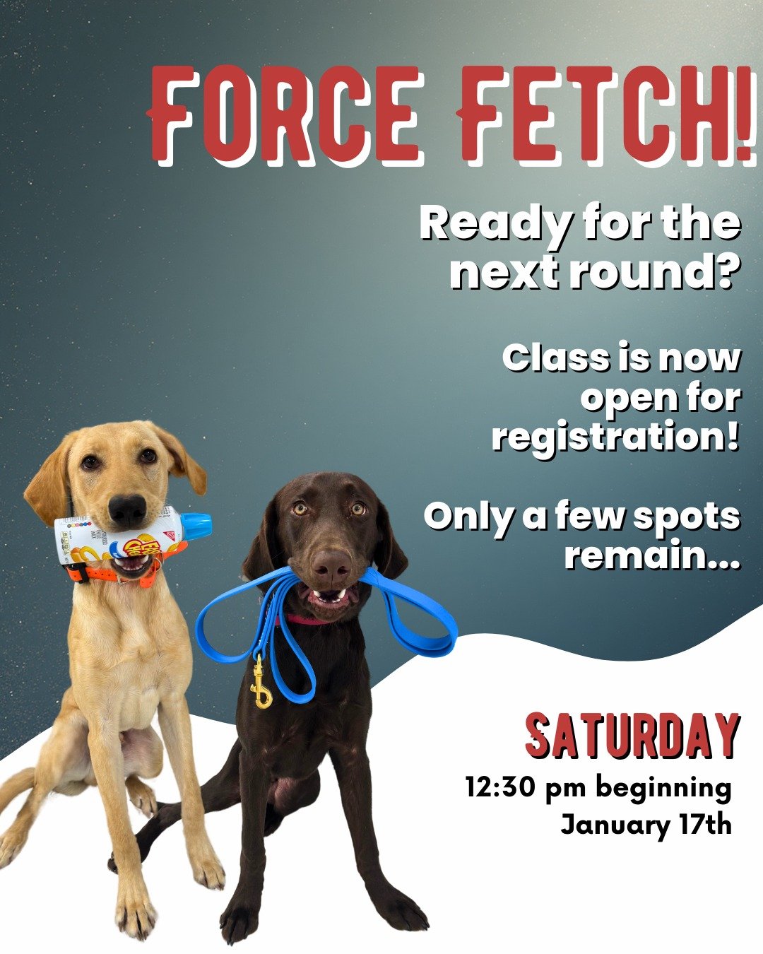 Force Fetch is back! 🔥

This class focuses on building reliable retrieves, confident holds, and consistent delivery from start to finish. Perfect for dogs looking to advance their training and handlers ready to fine-tune performance.

📅 Saturdays b