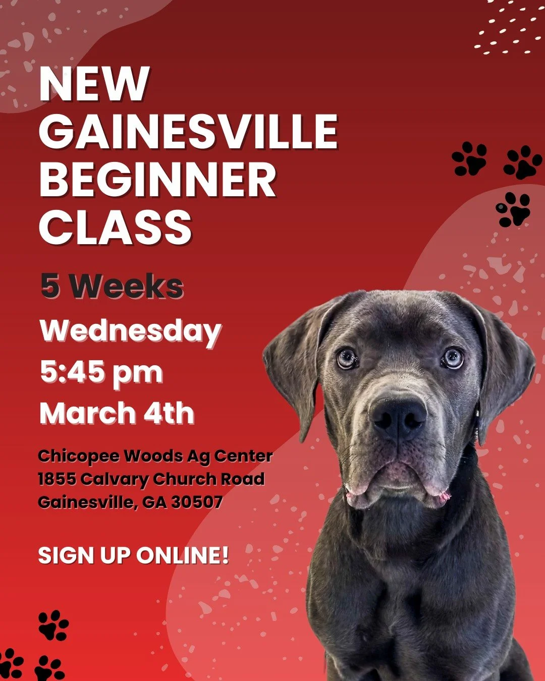 🐾 New Gainesville Beginner Class is here! 🐾

Ready to kick off training the right way? Our 5-week Beginner Group Class is perfect for pups just getting started and families looking to build strong, reliable basics in a supportive group setting.

✨ 