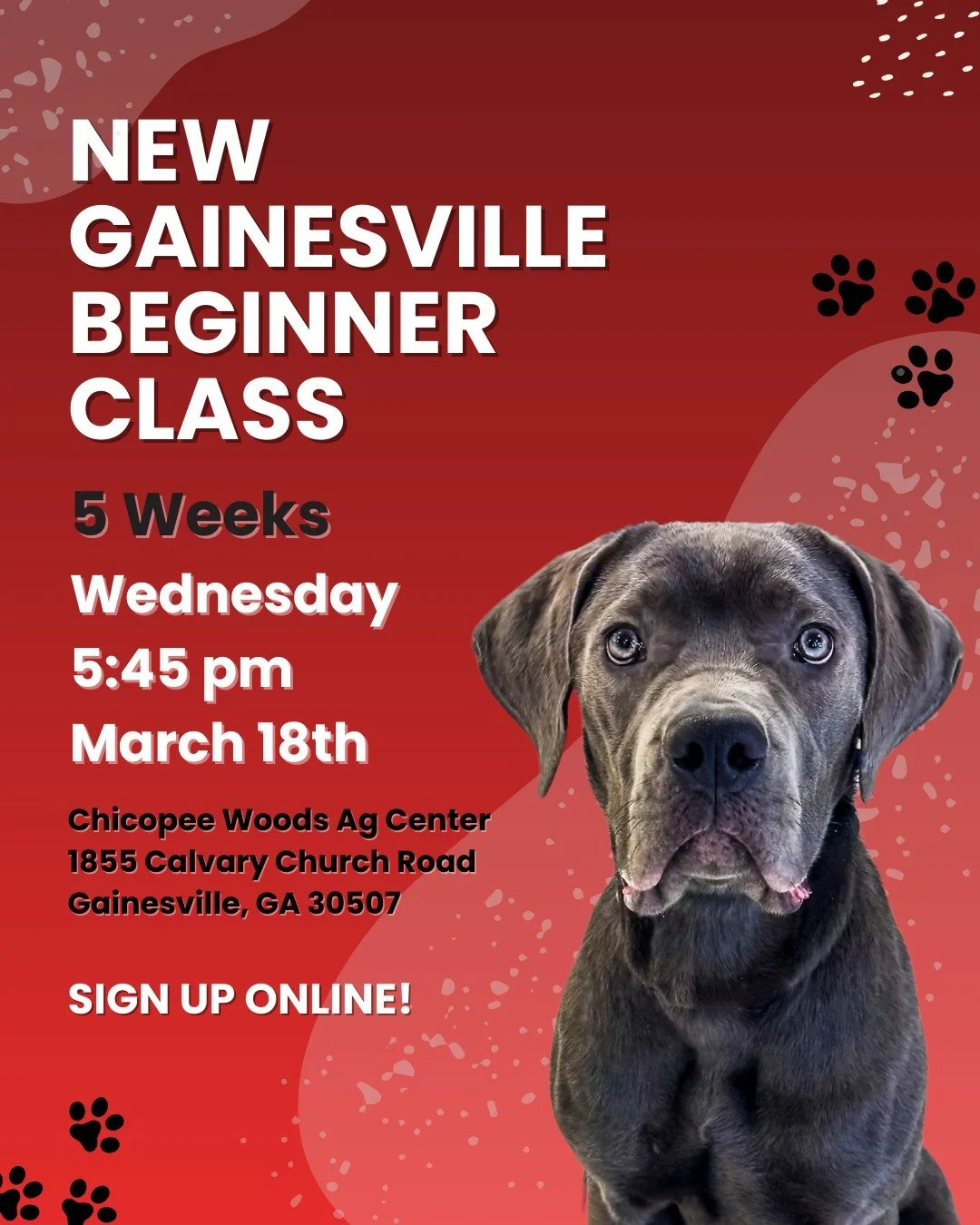 🐾 New Gainesville Beginner Class is here! 🐾

Ready to kick off training the right way? Our 5-week Beginner Group Class is perfect for pups just getting started and families looking to build strong, reliable basics in a supportive group setting.

✨ 
