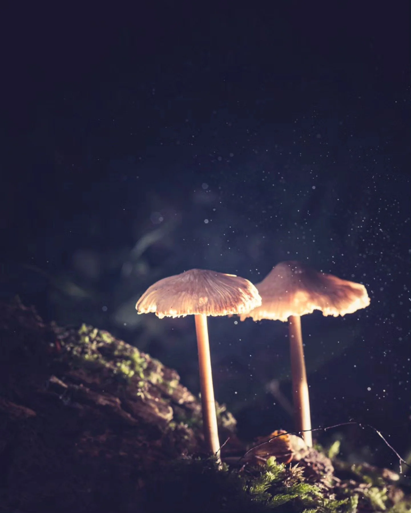 Magic season 🍄