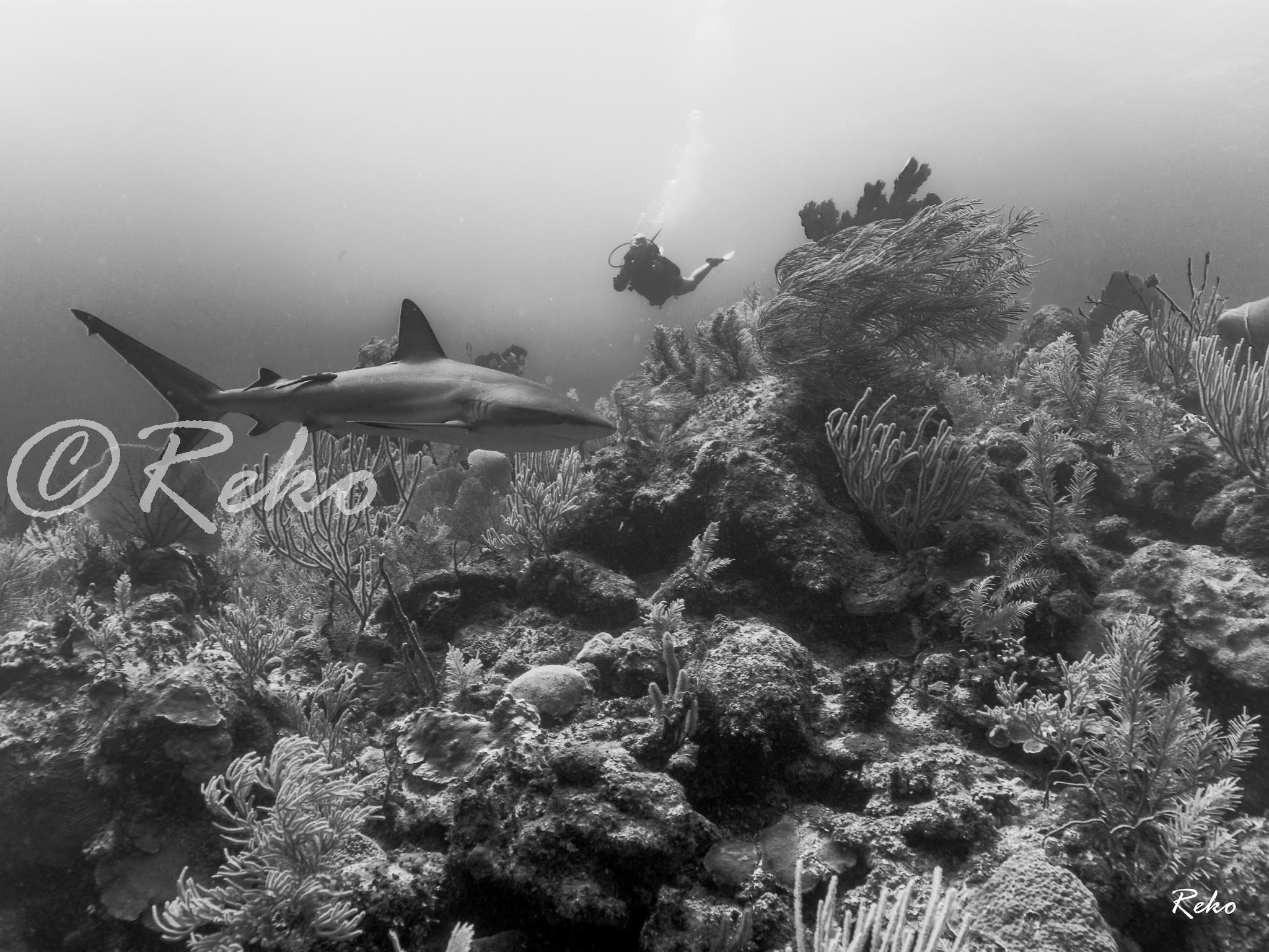 "East End Caribbean Reef Shark I" is part of a collection of shark photos taken by Riko Ponton in the Cayman Islands