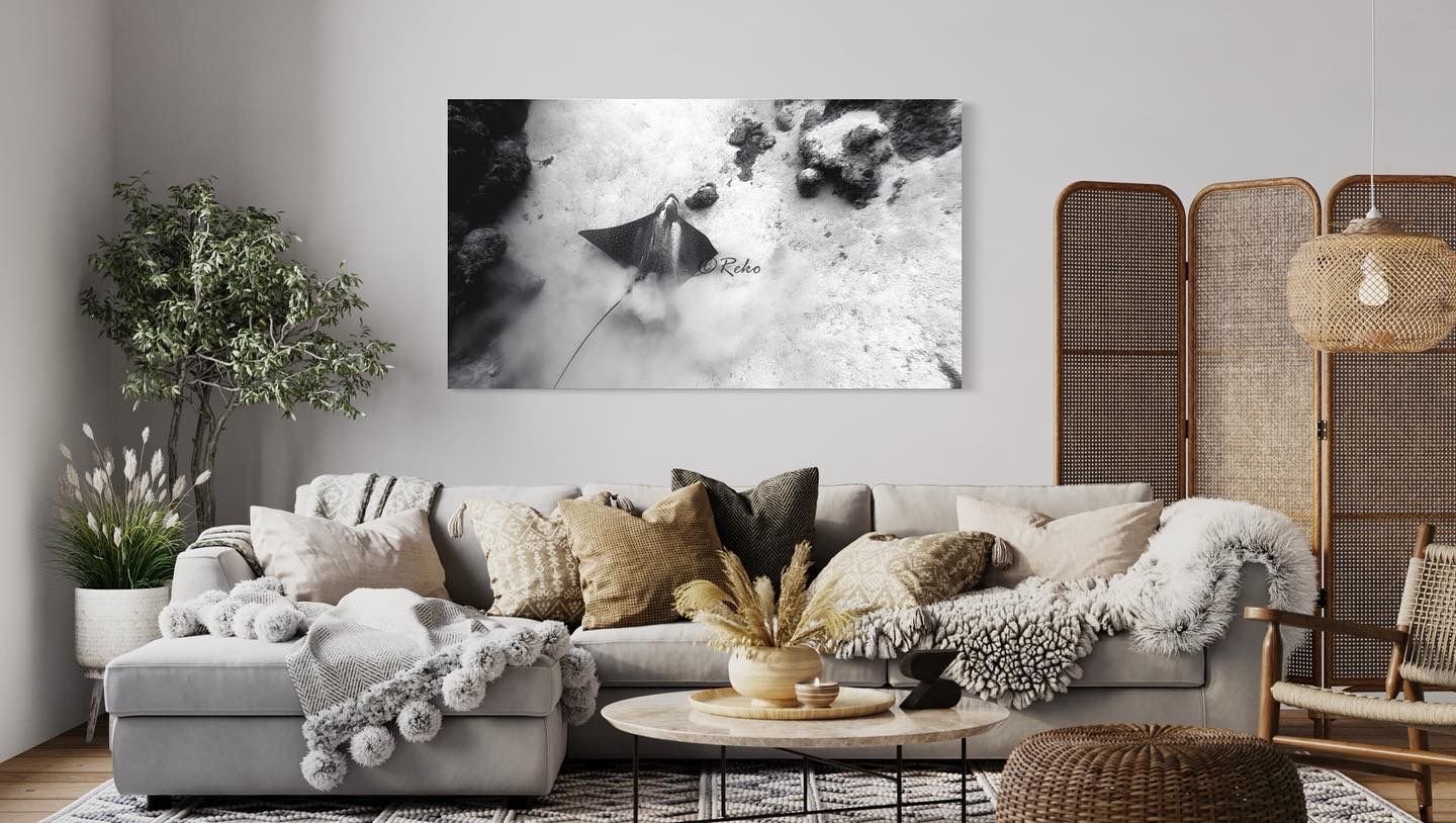 Spotted Eagle Ray III a photo matte print collection of stingrays.