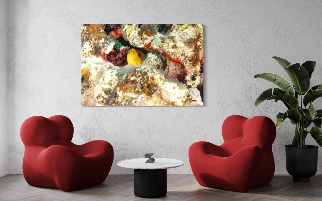 Juvenile Threespot Damselfish, a Matte Print of photography.