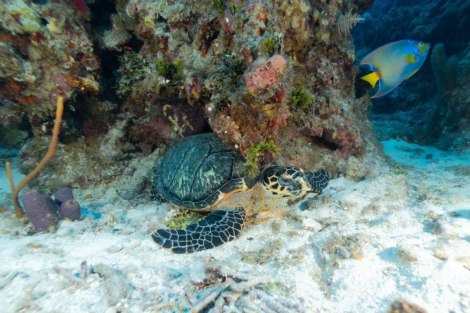 TurtleChill.jpeg