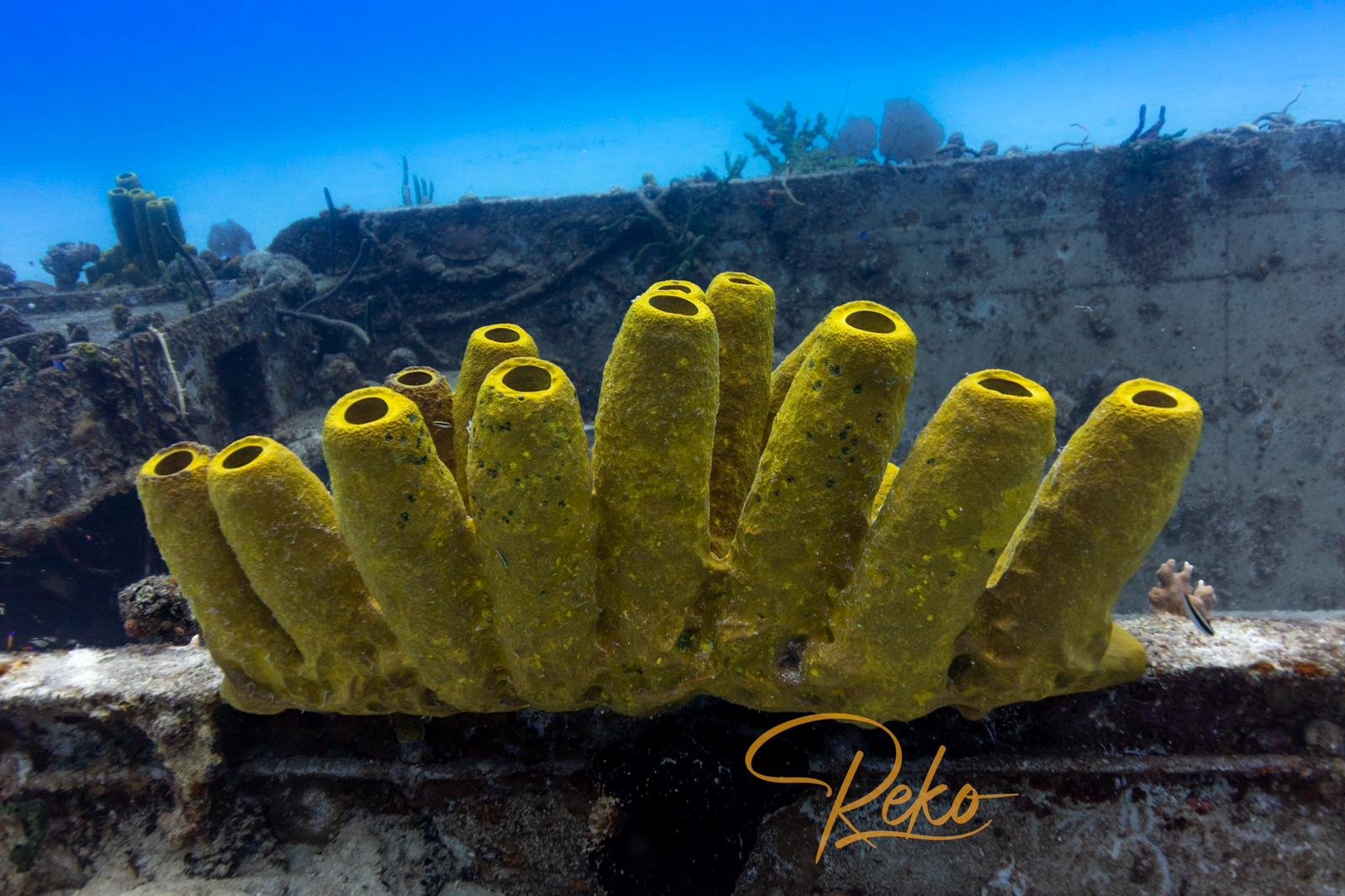 YellowSponge2a.jpeg