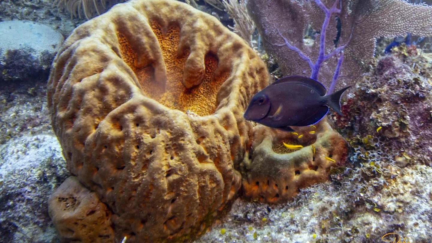 Coral, sponges, and fish&mdash;oh my! 🐠✨ Dive into this underwater wonderland with The Dive Guide. 🌊 #UnderwaterMagic #TheDiveGuide