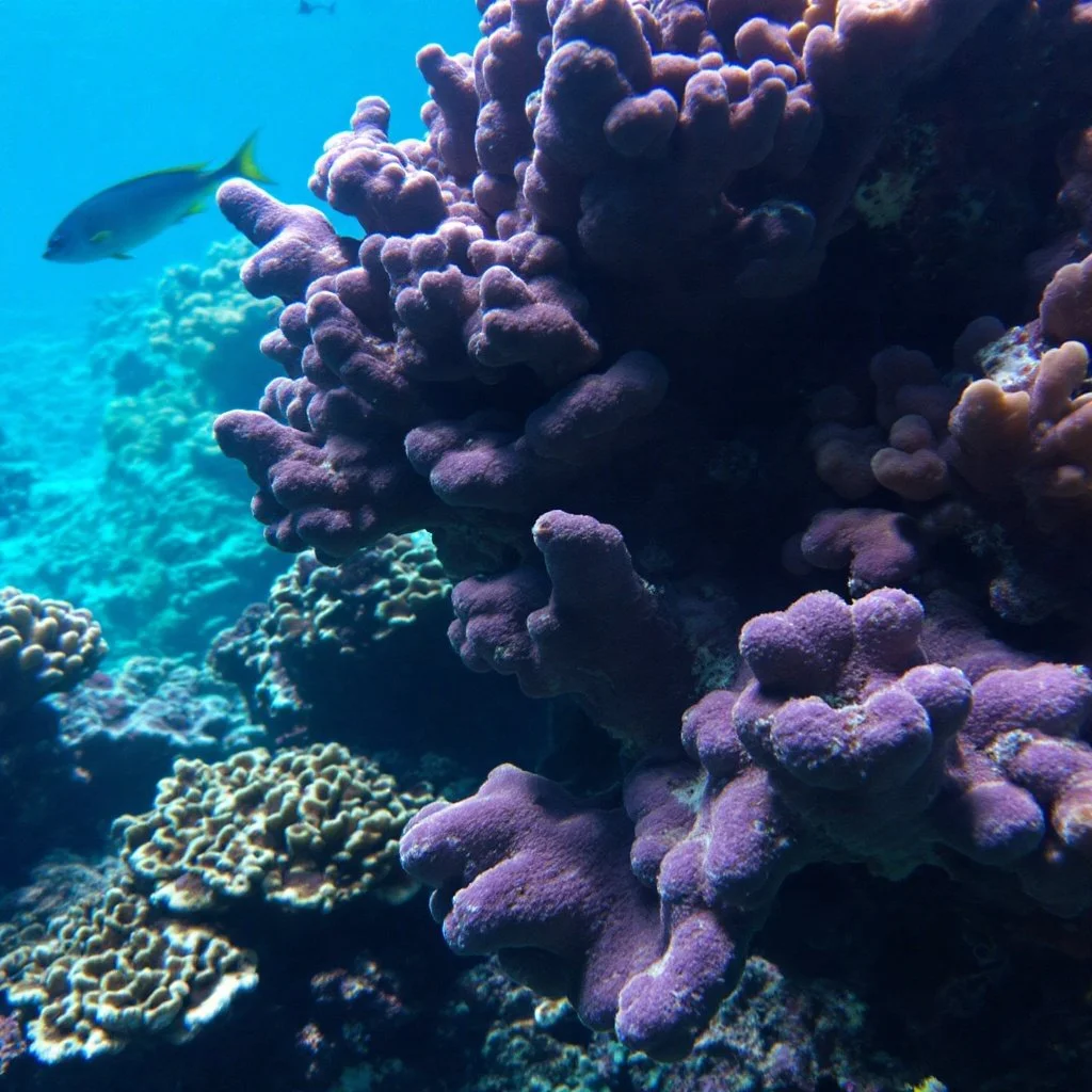 💜 Dive into the purple paradise! This coral isn&rsquo;t just a pretty face&mdash;it&rsquo;s part of a thriving reef system we&rsquo;re working hard to protect. 🌊🐠 

Join us for our Eco-Dive Retreat (Aug 22&ndash;26, 2025) and learn how to make a s