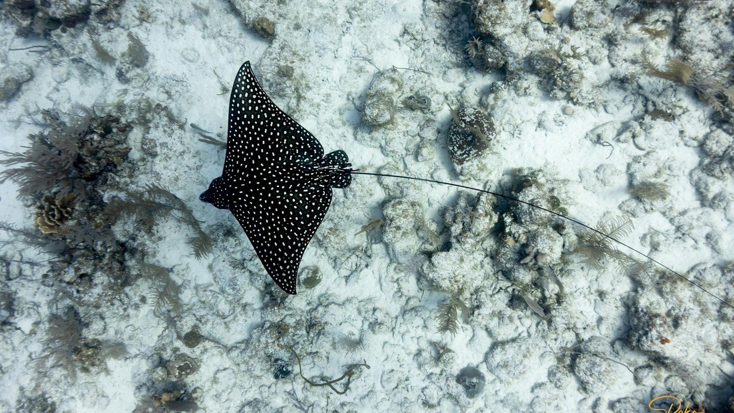 Spotted Eagle Rays: the ultimate underwater show-offs. 🐠✨ Let&rsquo;s glide through the ocean together! 🌊 #EagleRayVibes #TheDiveGuide