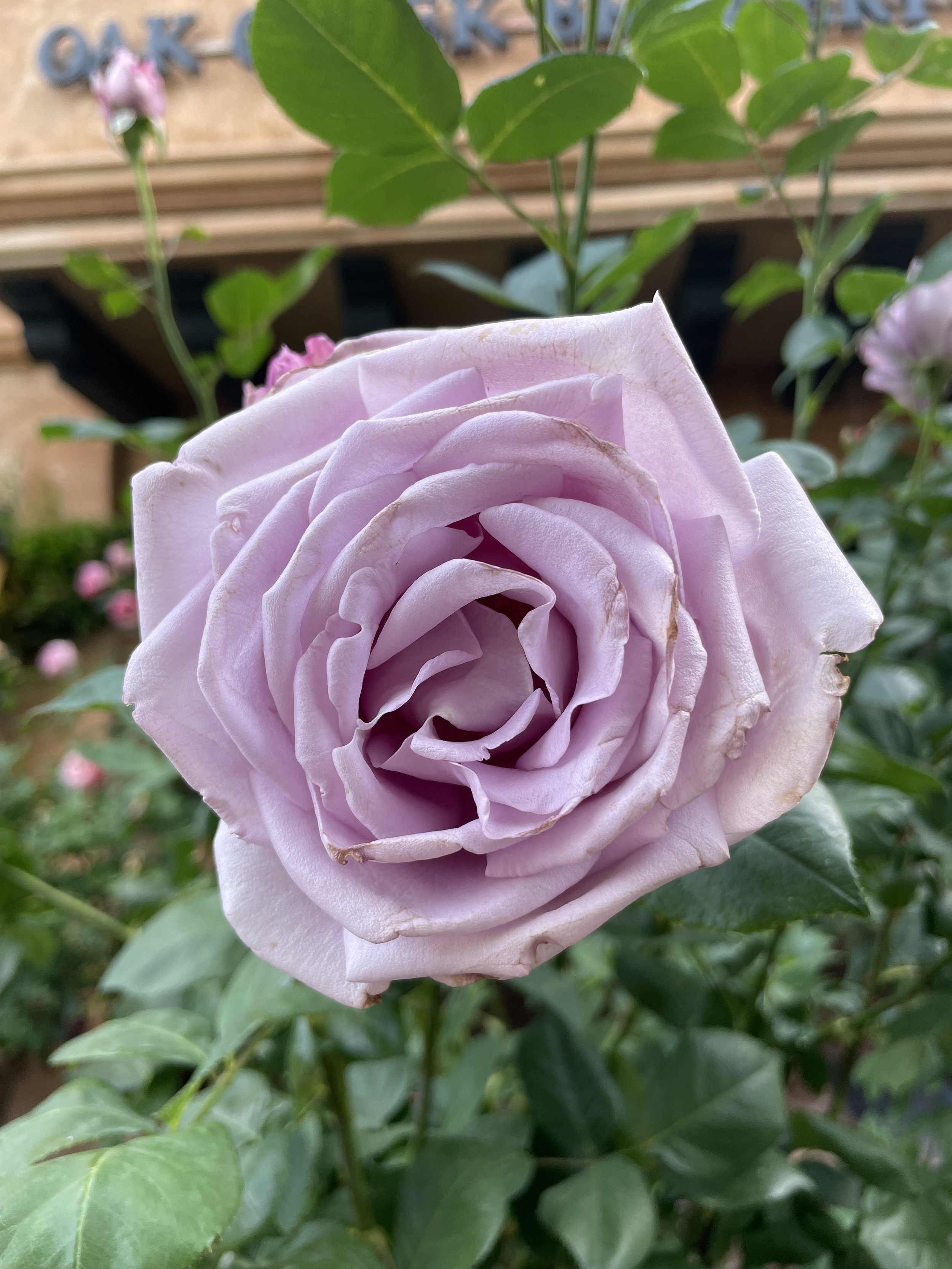 IMG_7678.jpeg