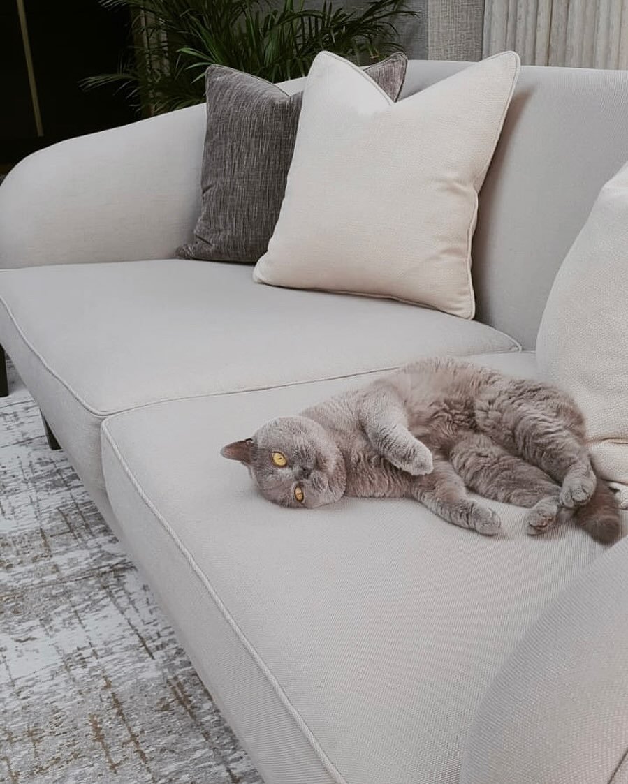 Heading into the weekend like Sushi 🐾 our clients lovely Cat. 
When designing spaces we take into account the whole family 🐾 making sure the spaces are hardworking and enduring.
Our client didn&rsquo;t want to compromise on the light sofa she had d