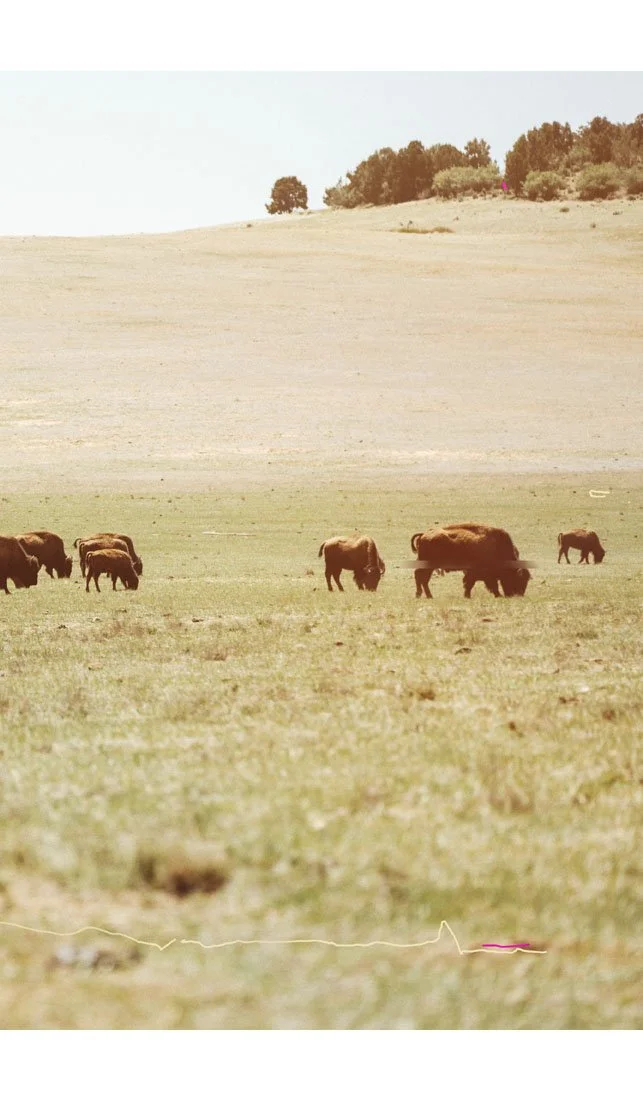 American-Buffalo-Utah-Zoom2.jpg