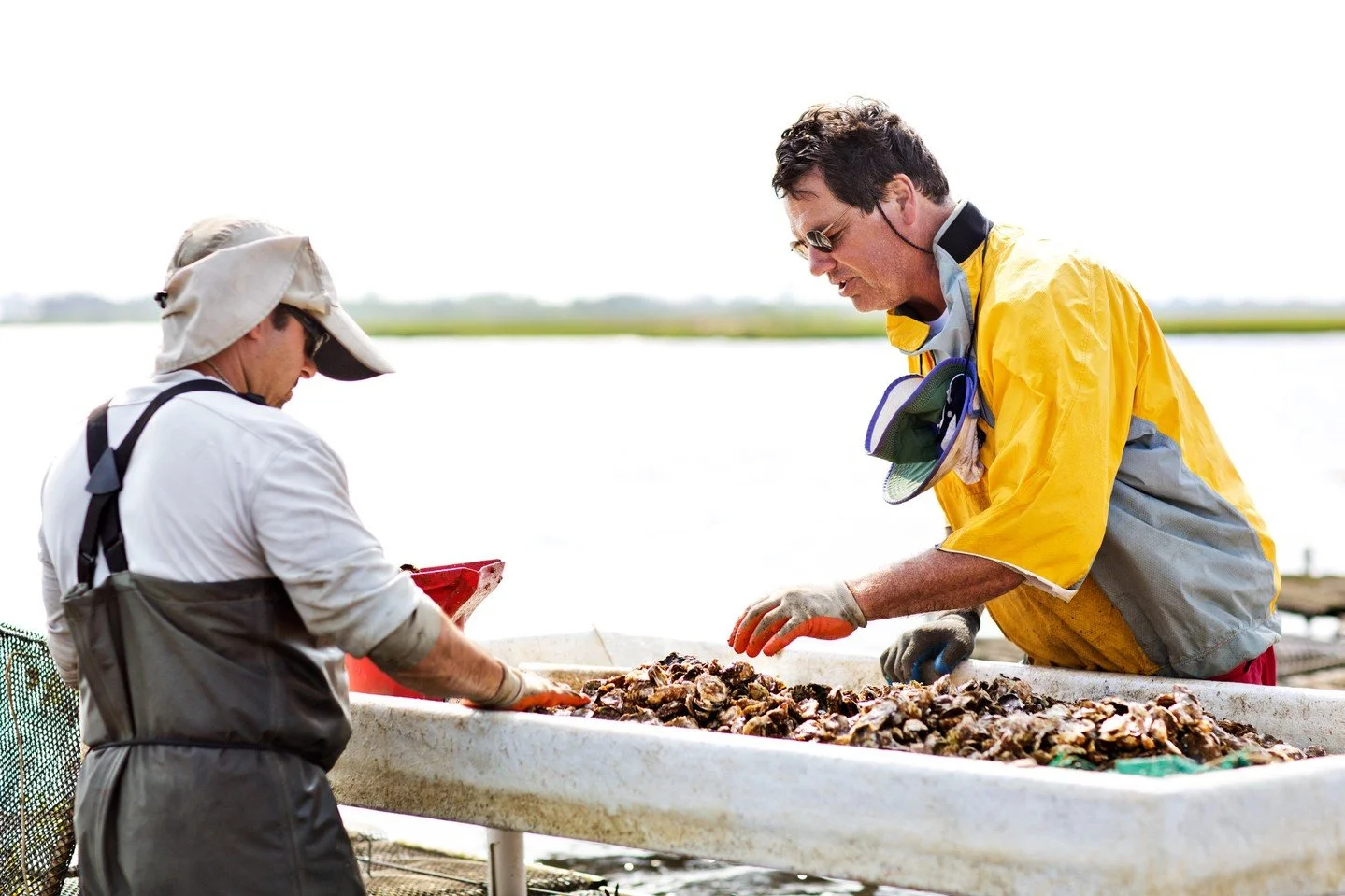 ✅ Strictly Shuck Approved. Every oyster is inspected for:
✔️ No chips or cracks
✔️ Plump pop of freshness
✔️ Crisp, briny aroma
If it doesn&rsquo;t meet our standards, it doesn&rsquo;t make it to your plate. Because compromise isn&rsquo;t on our menu