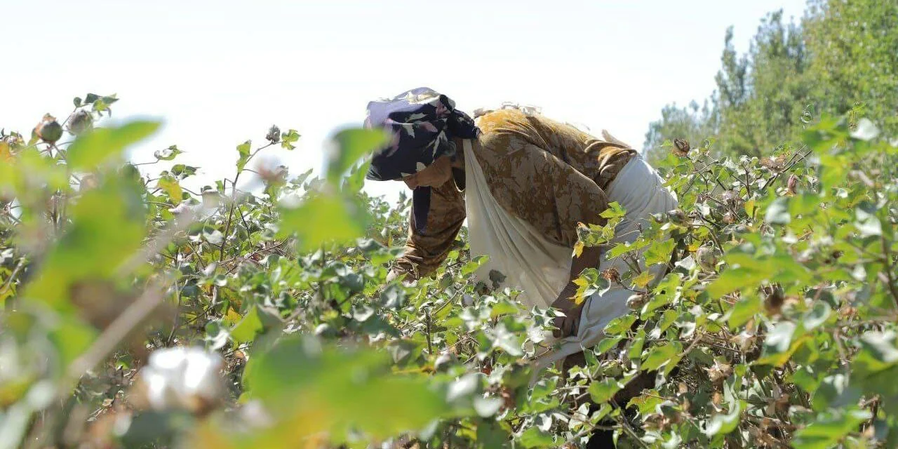 Uzbek Forum for Human Rights: Will Uzbekistan Finally Solve the Problem of Forced Labor Through Mechanization?