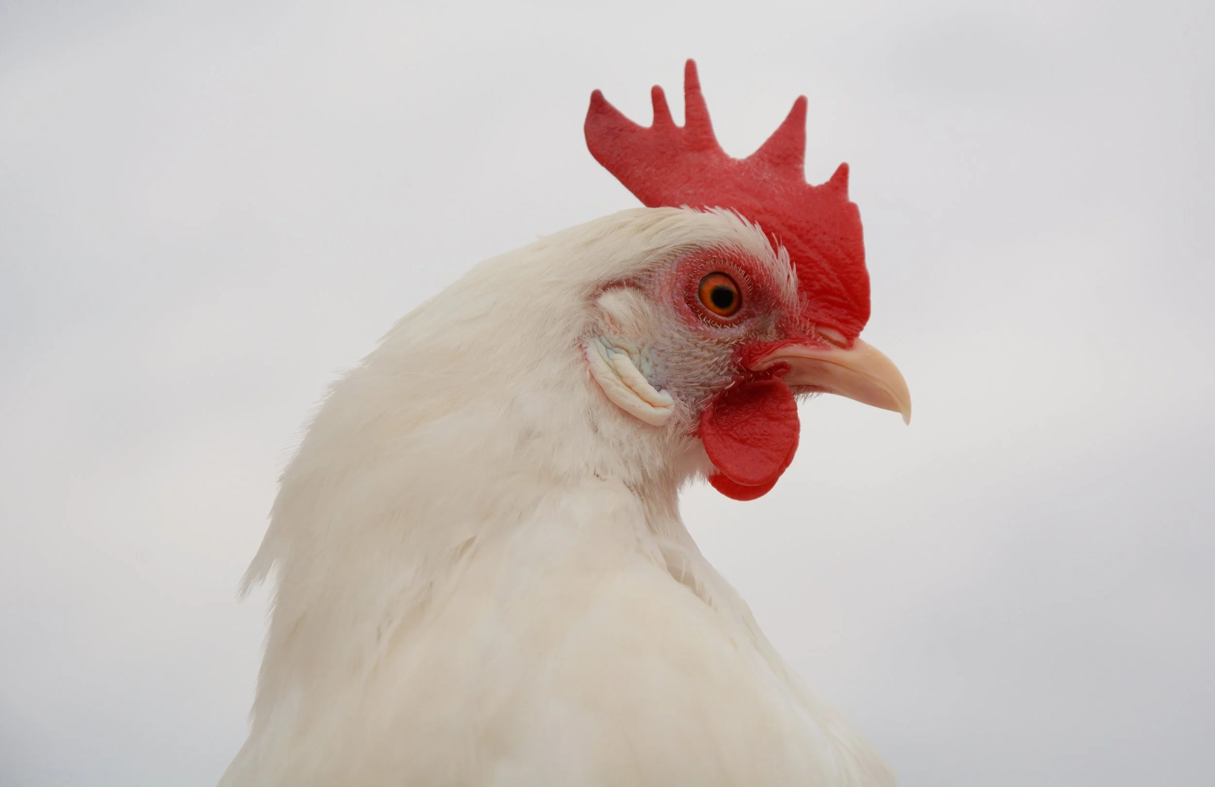 white chicken