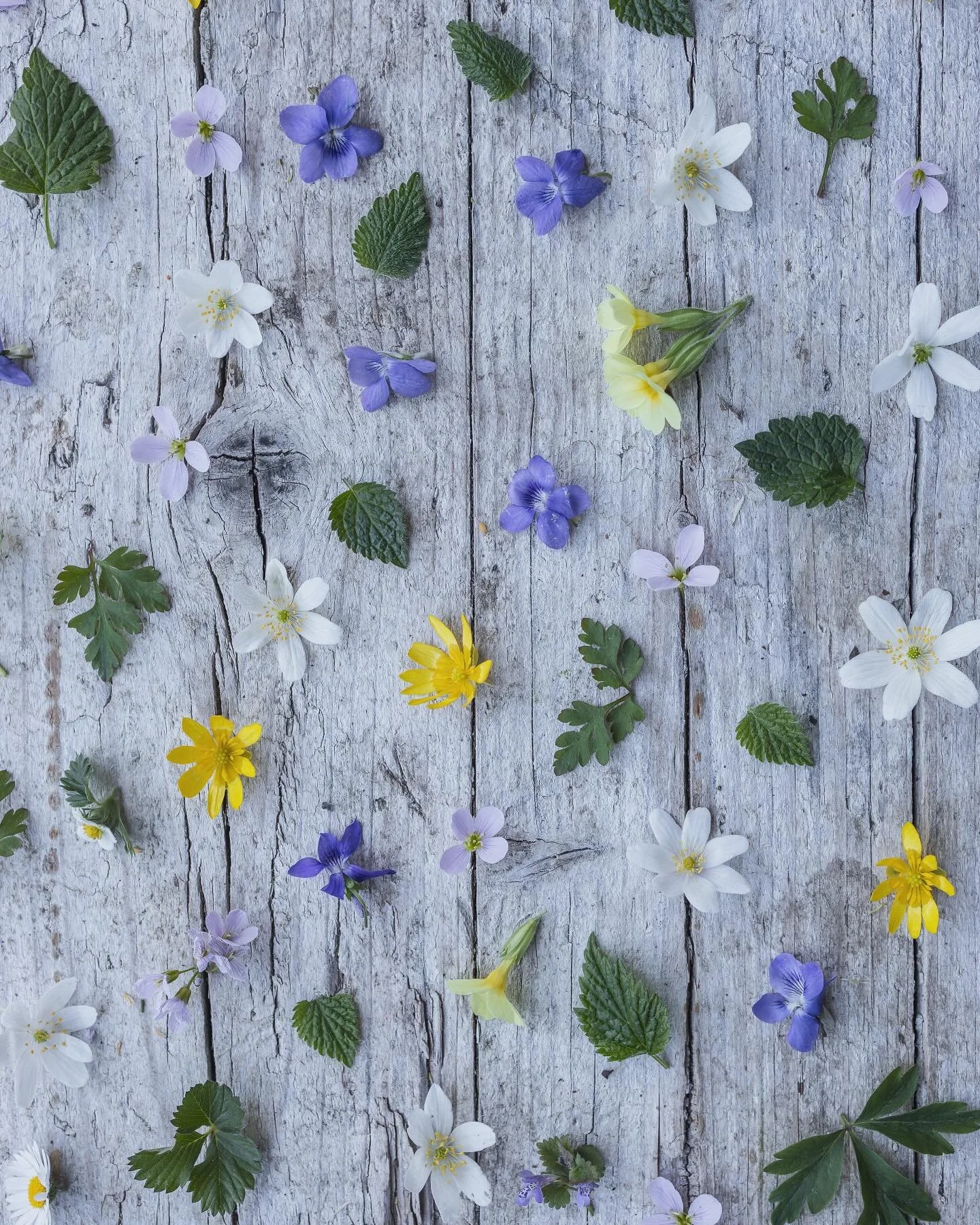 Found an old piece of wood&hellip; naturally had to do something flowery with it&hellip;
Bits and pieces from spring in the Alps (it&rsquo;s still winter for some ❄️)
Nothing resets me like mountain air and the tinkling of cowbells 🌿
.
.
.
.
.
#gath