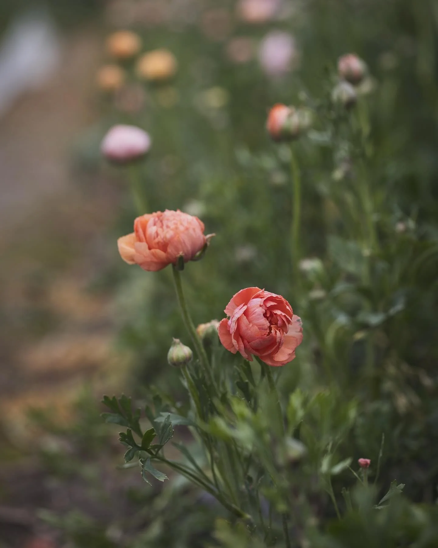 5 years visiting this beautiful flower field and always a new variety to discover ✨ 
*
Seit 5 Jahren besuche ich dieses sch&ouml;ne Blumenfeld und entdecke immer wieder eine neue Sorte ✨@mathis.blumen
.
.
.
.
.
#alittlebeautyeverday
#botanicaldreamer