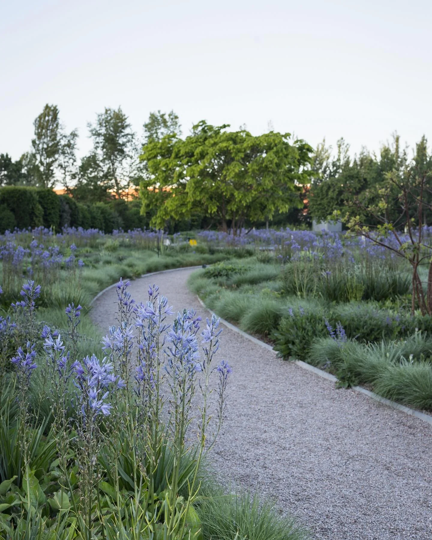 1st May in the @pietoudolf garden at @vitra &amp; @vitracampus 
Always an inspiration to watch and capture ~ and on this day a race against the rising sun to take 📷 more to come!
.
.
.
.
.
#dreamyplanting #springbeauty
#perennialplant #bloomandgrow 