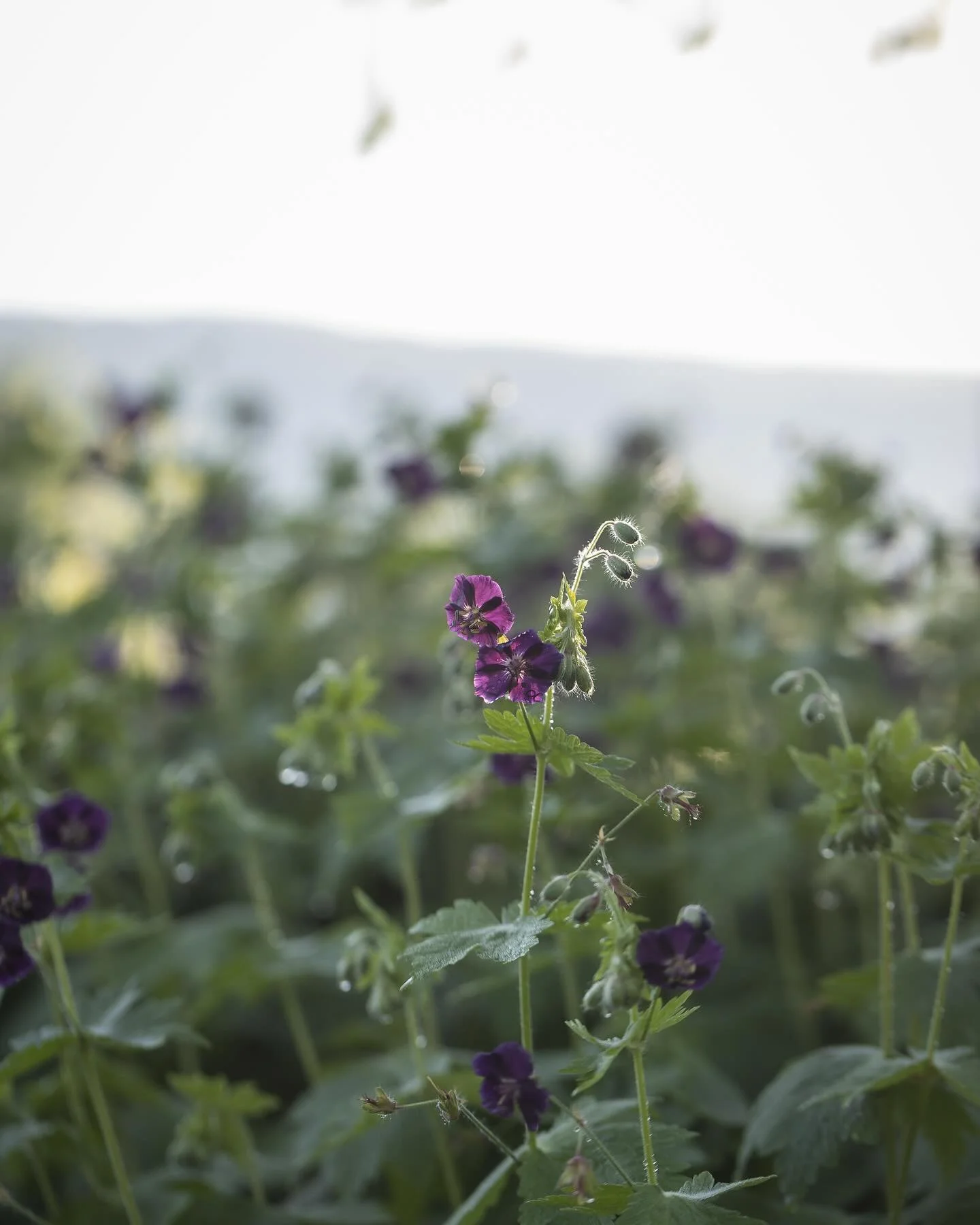 and part two&hellip;lots of sparkling grasses and the wiggliest alliums in the @pietoudolf garden at @vitra &amp; @vitracampus 
I have pictures in abundance but May moves so quickly! 🌿
.
.
.
.
.
#dreamyplanting #springbeauty
#perennialplant #blooman