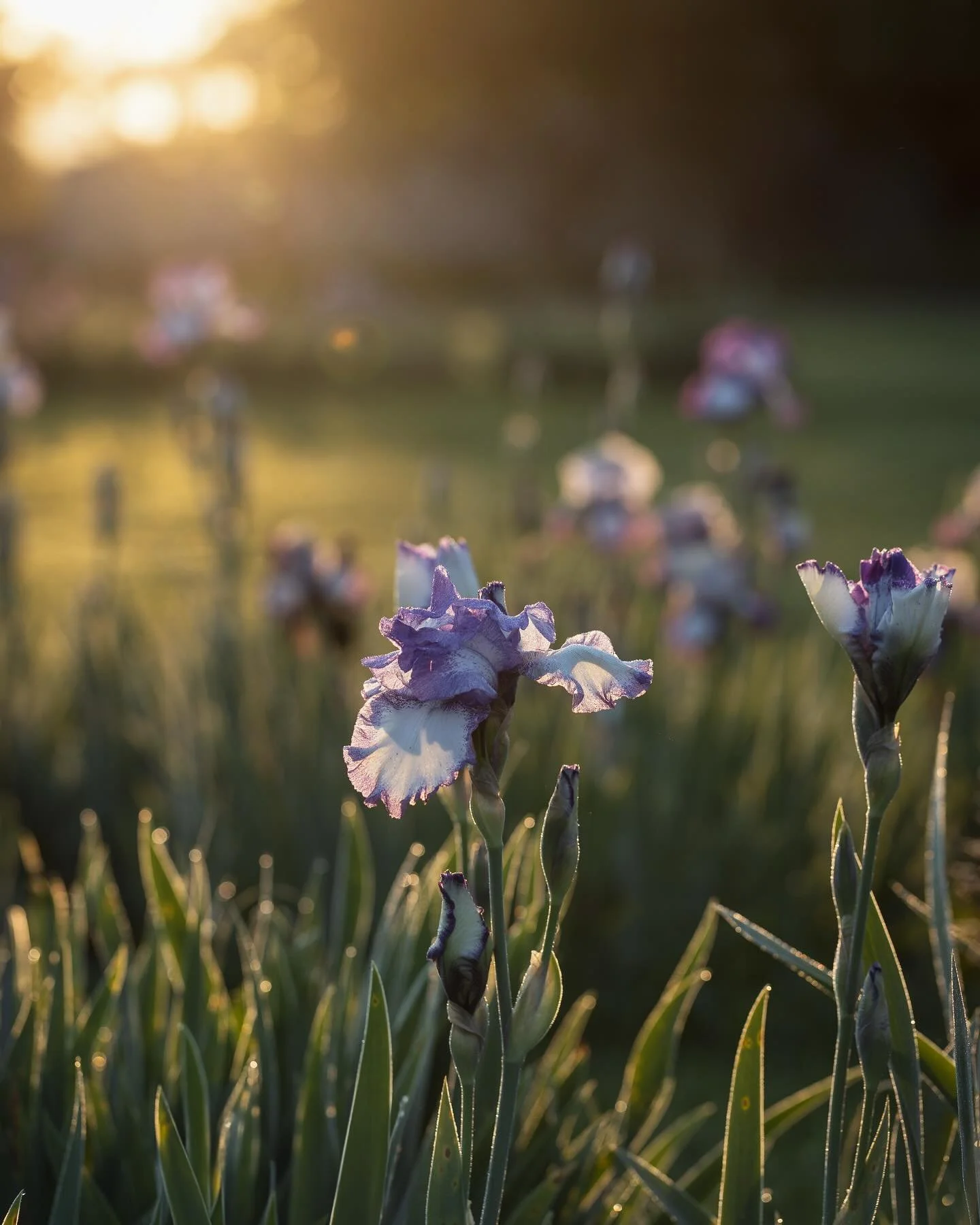 If there would have been an official Eurovision flower it would be the Iris&hellip;
🌟 
Wenn es eine offizielle Eurovisionsblume gegeben h&auml;tte, dann w&auml;re es die Iris gewesen...
.
.
.
.
.
#beardediris #iris #irisesofinstagram #alittlebeautye