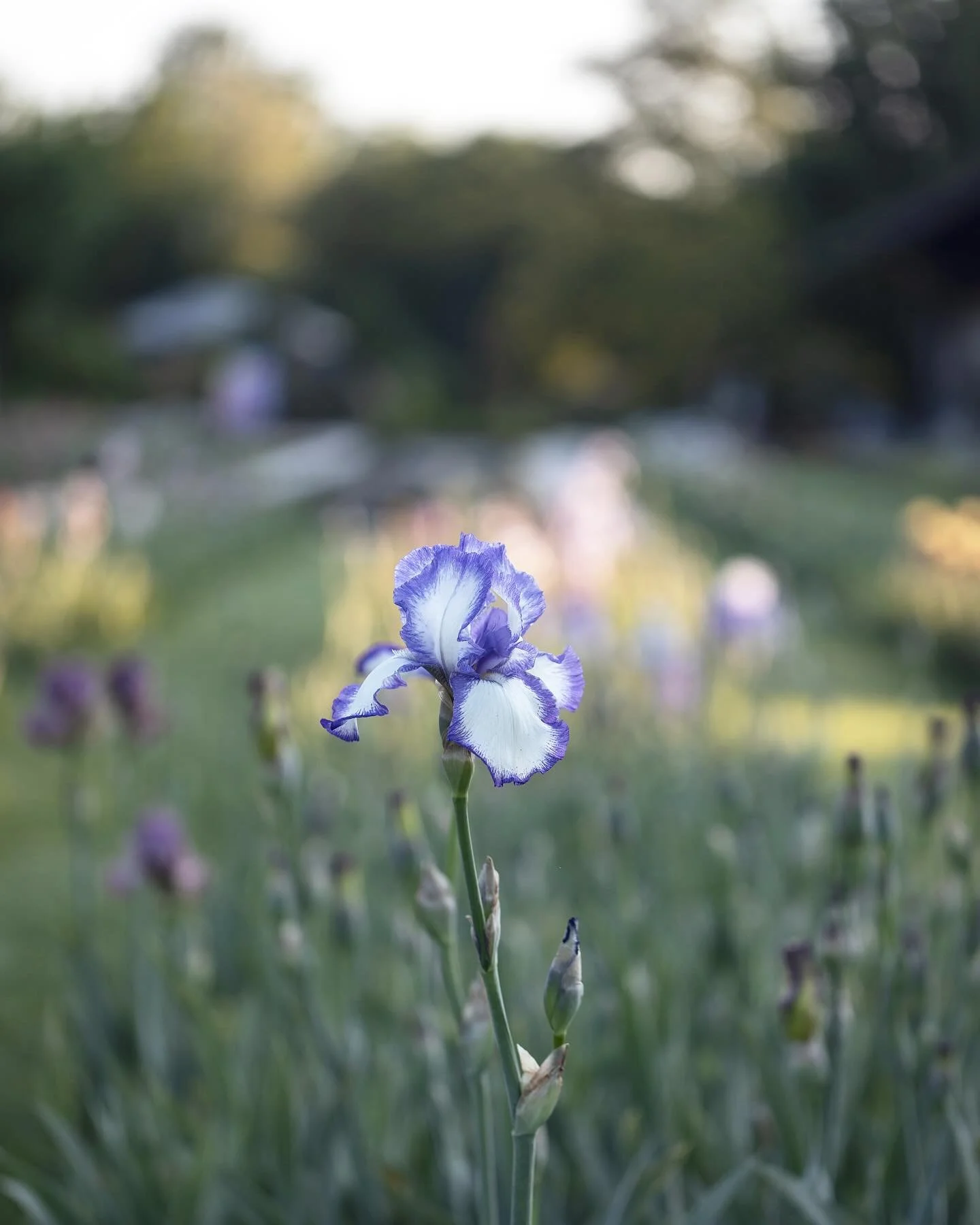 Some more pictures from my visit to the Merian Gardens last week. 
From early starts with the camera to late nights out, it&rsquo;s now time for a quiet week 😊
One thing&rsquo;s for sure, Basel knows how to party! 
🌟 
Noch ein paar Bilder von meine