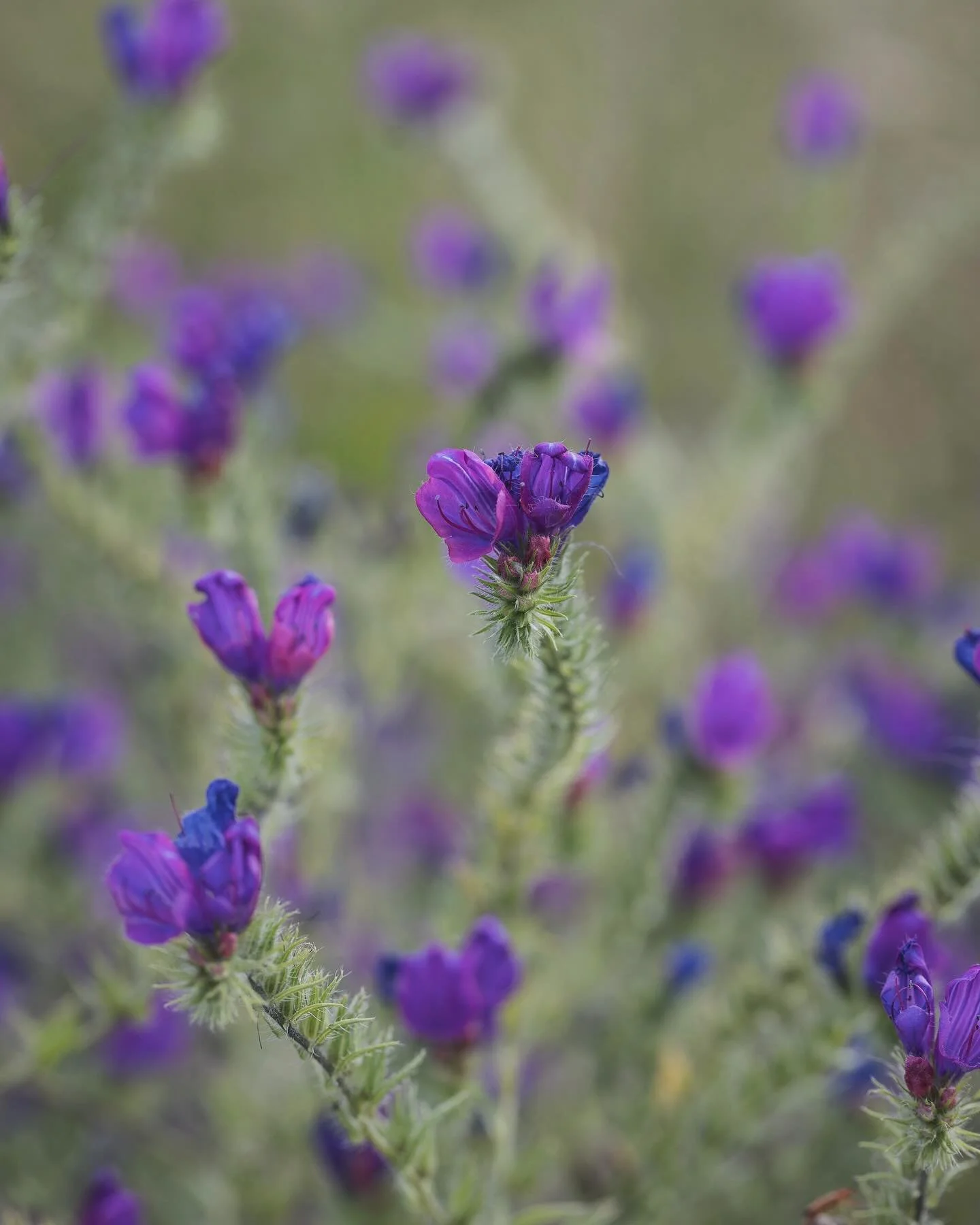 Last May we visited Portugal for the first time&hellip; I think I found my spiritual home, I just fell in love with the country and the nature there. 
The wildflowers in spring were wonderful&hellip;. 
Already dreaming of the next visit 🌿🇵🇹🌿
.
.
