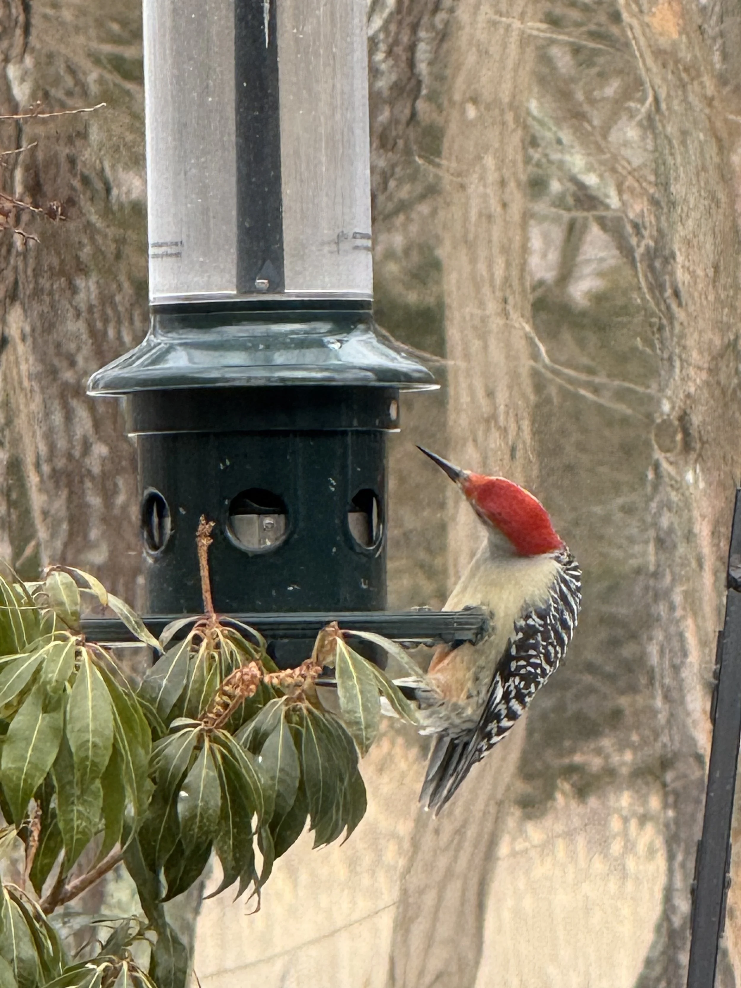 Red-bellied Woodpecker