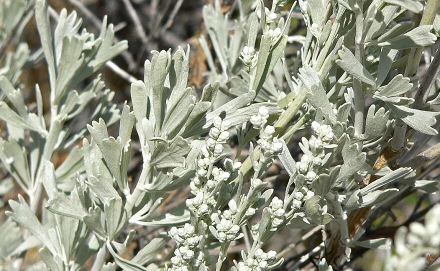 Big Sagebrush (Artemisia tridentata)