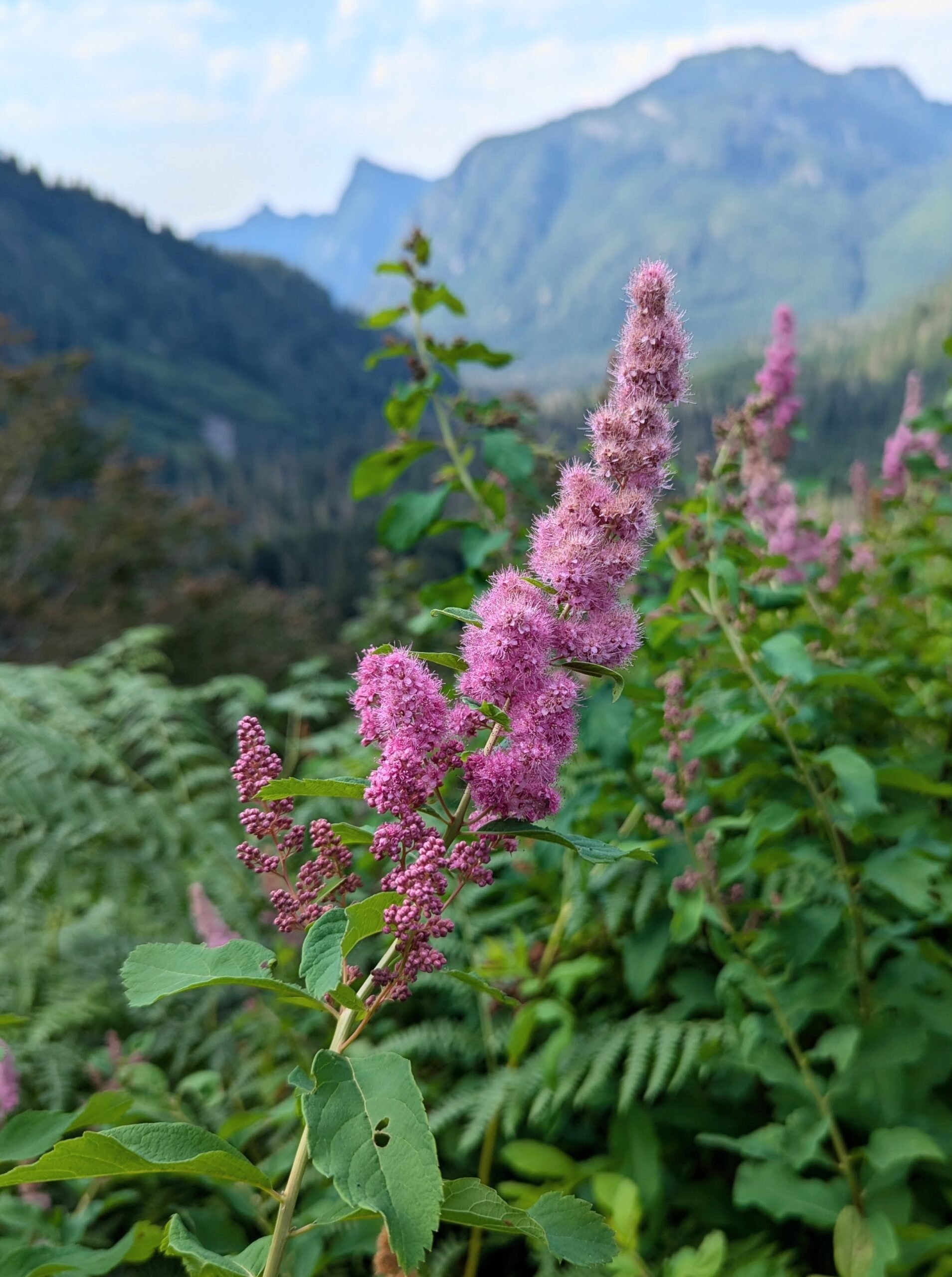 Douglas Spiraea (spiraea douglasii) - Requires moist area/water
