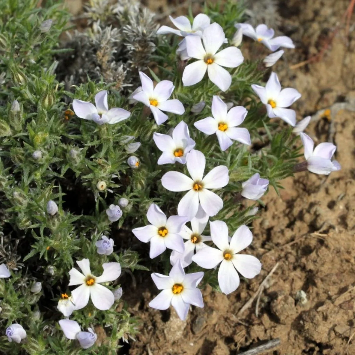 Cushion phlox (Phlox hoodii)